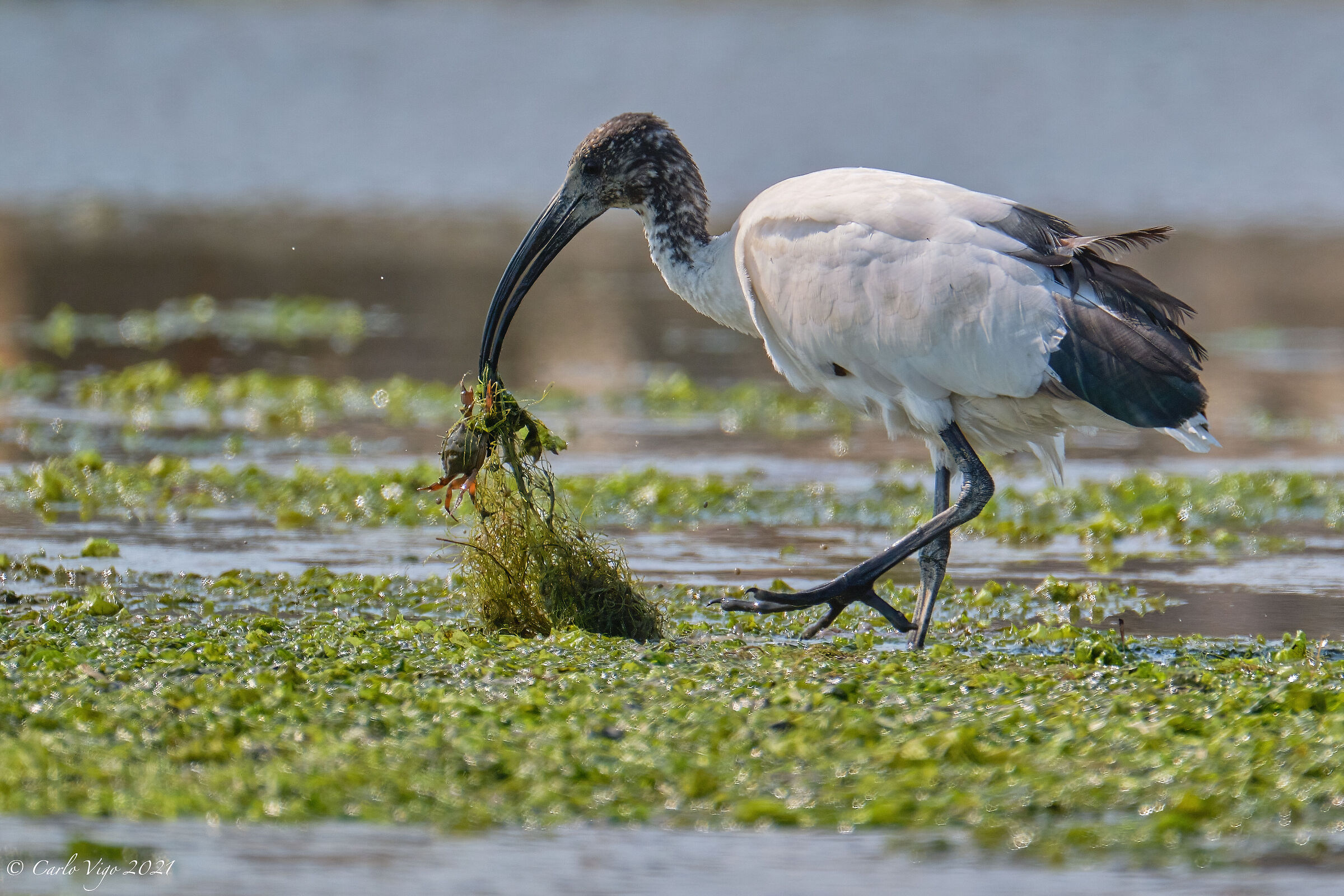 Sacred ibis with prey