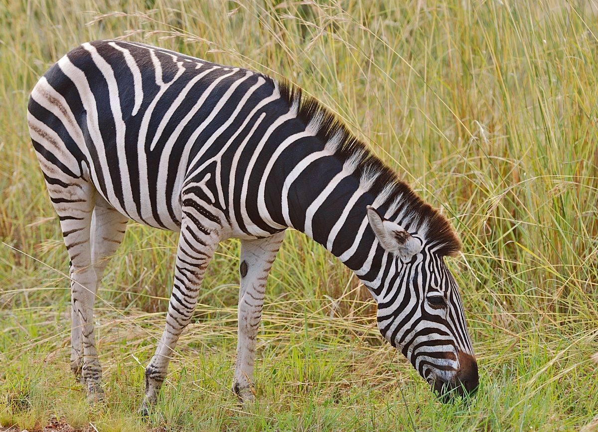 Zebra /Equus quagga