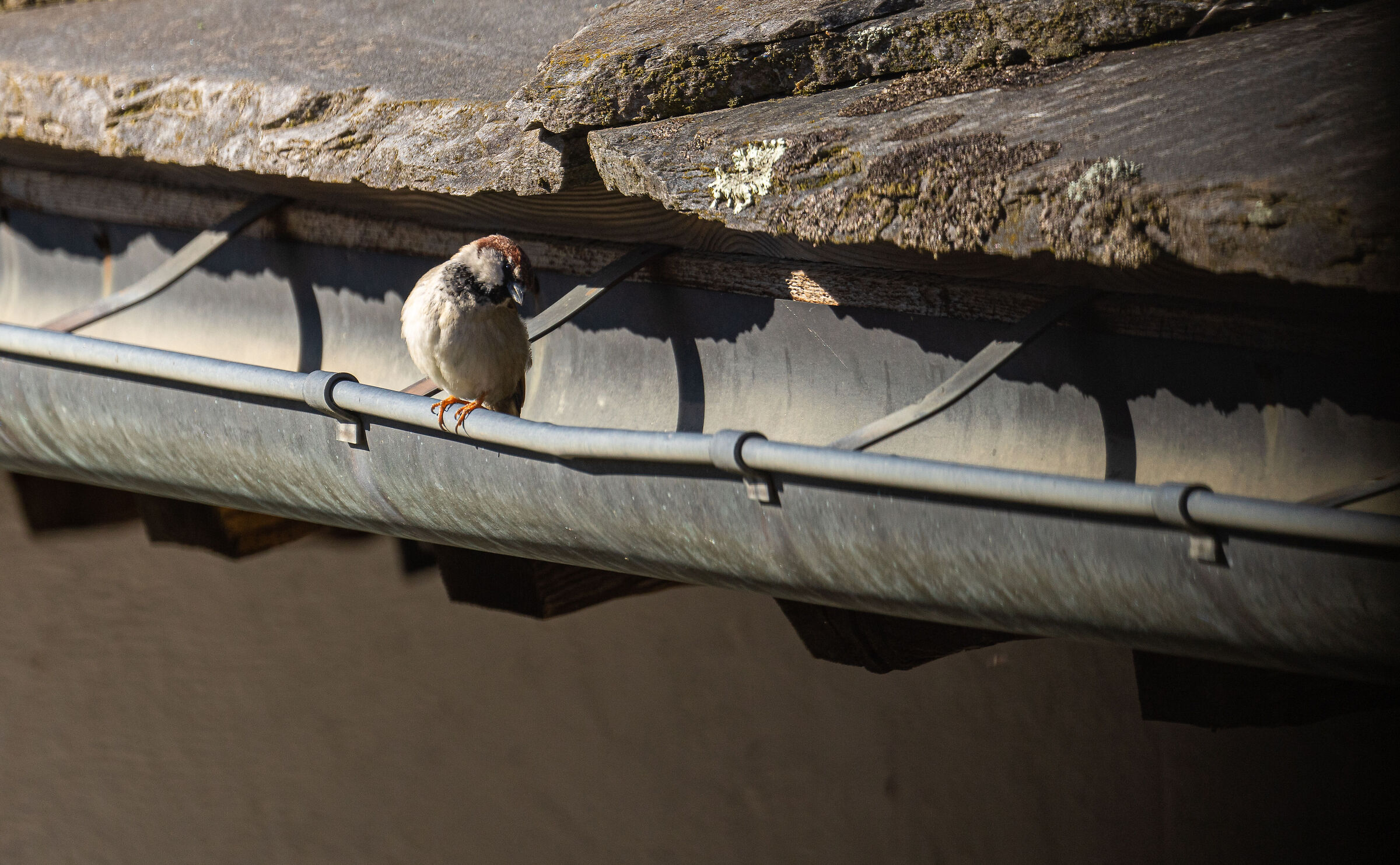 Il nuovo vicino di casa