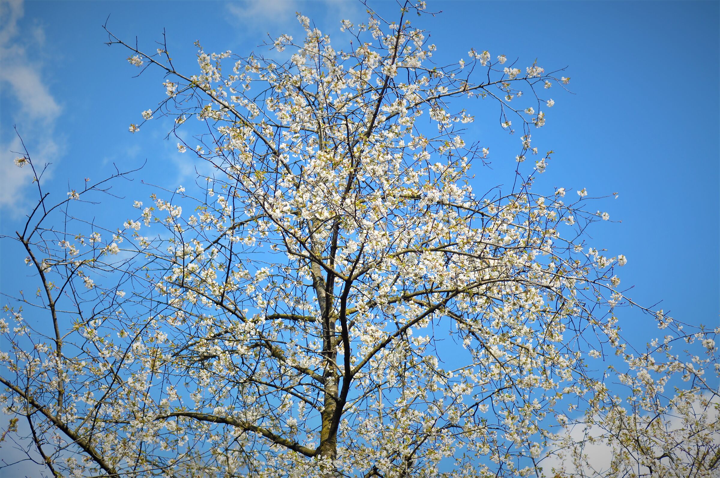 Cherry