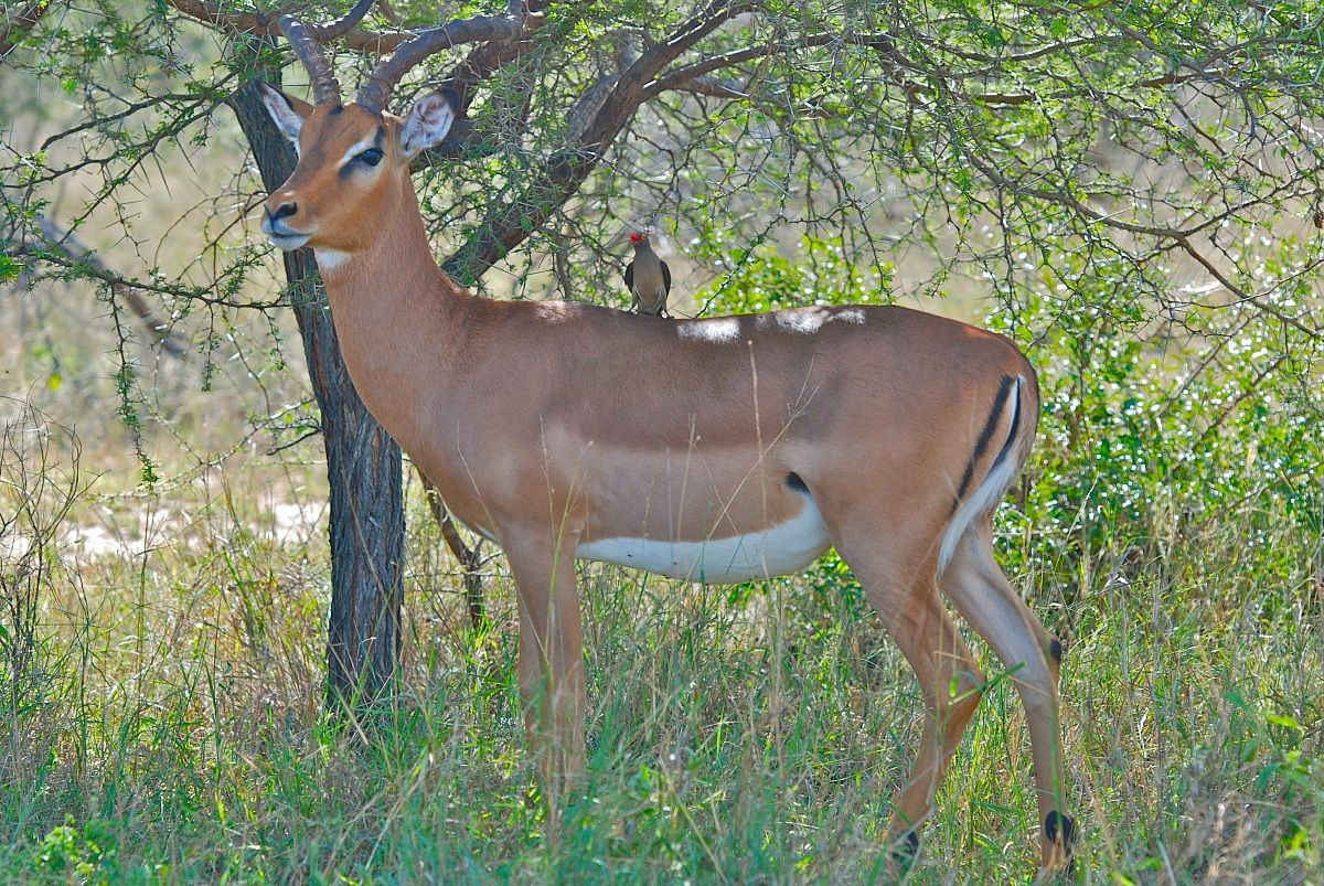 Impala con Bufaga