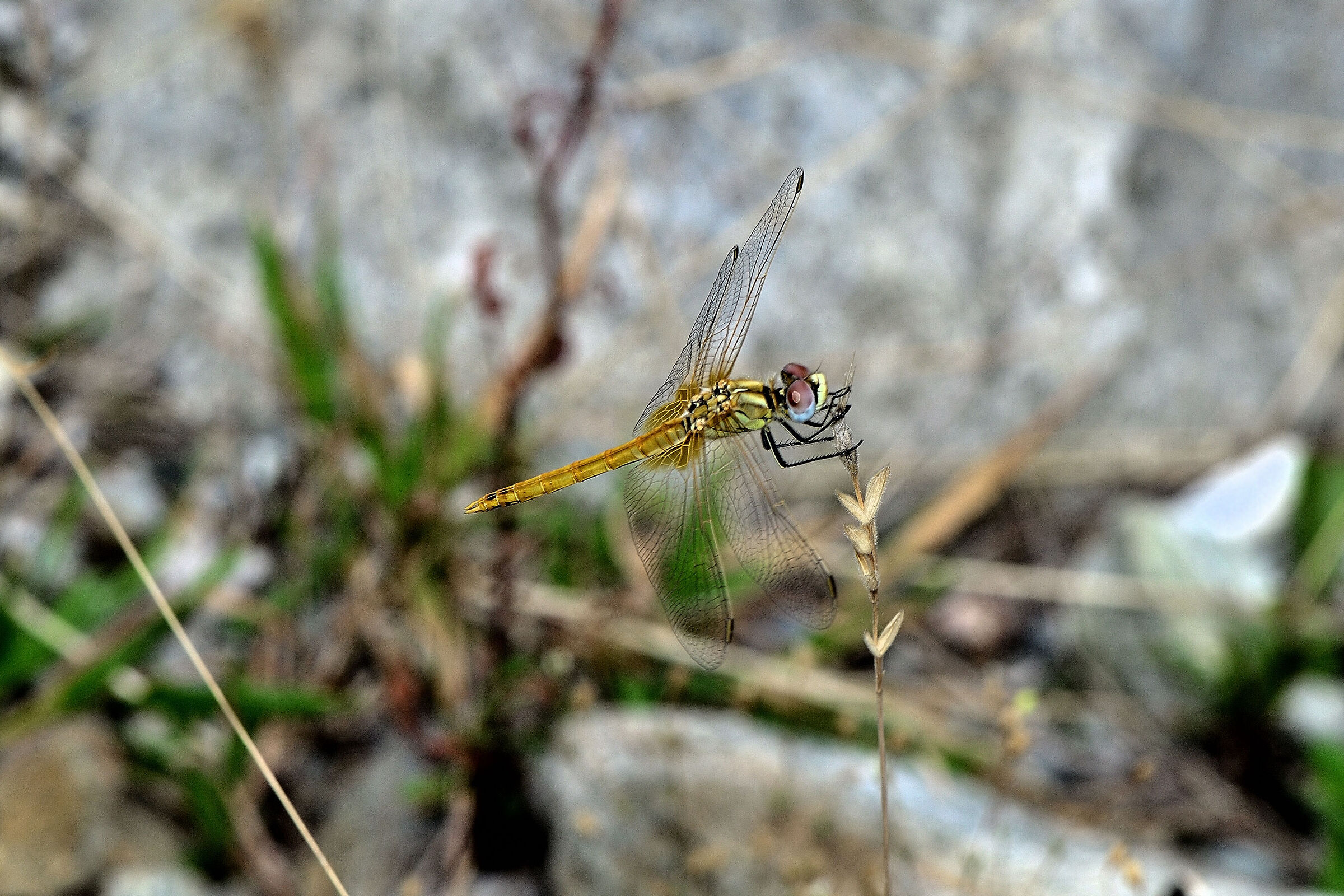 Libellula