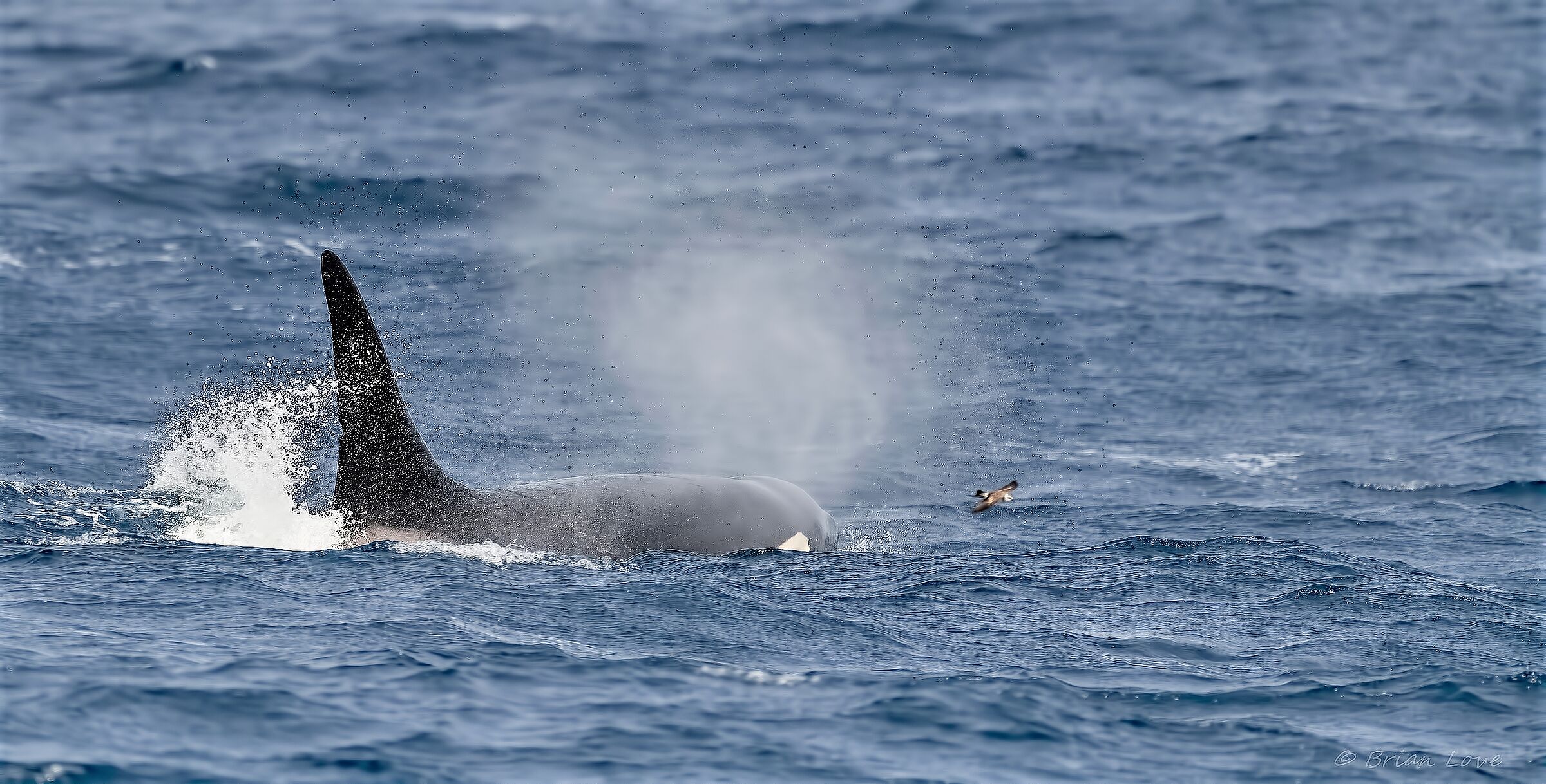 The Oceans Greatest Hunter!