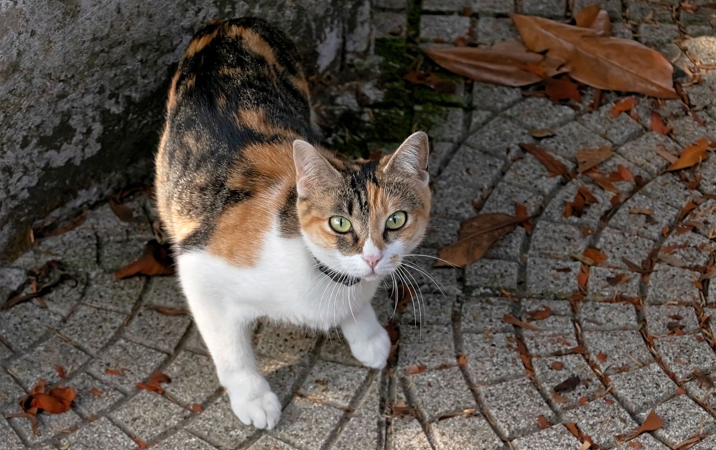 gatto vicino di mio zio non so chi e' 15/07/2020