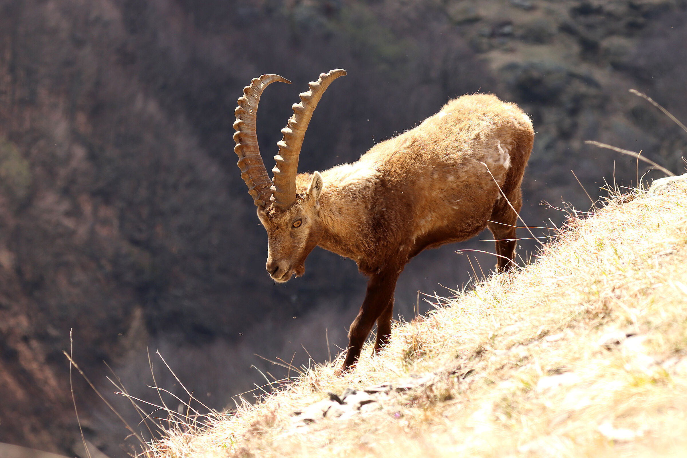 lo stambecco "dorato"