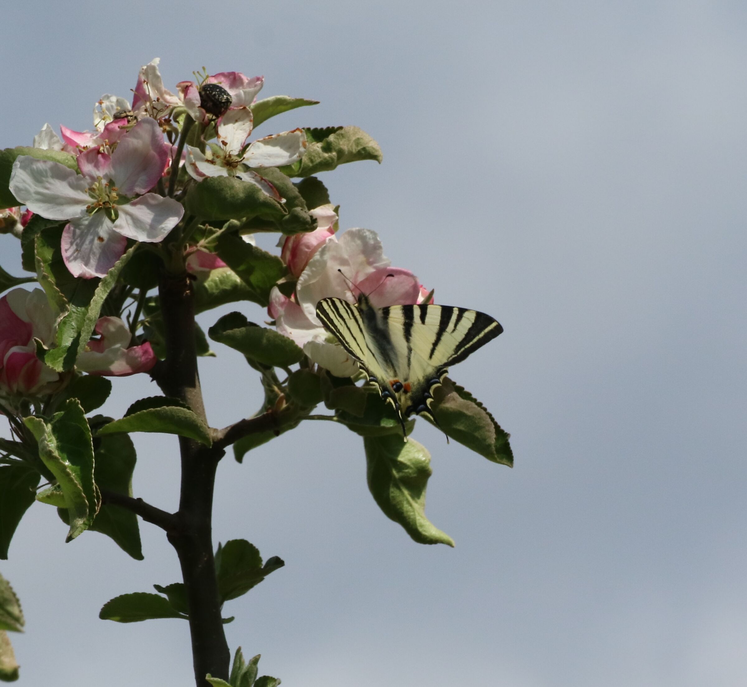 farfalla nel fiore di melo