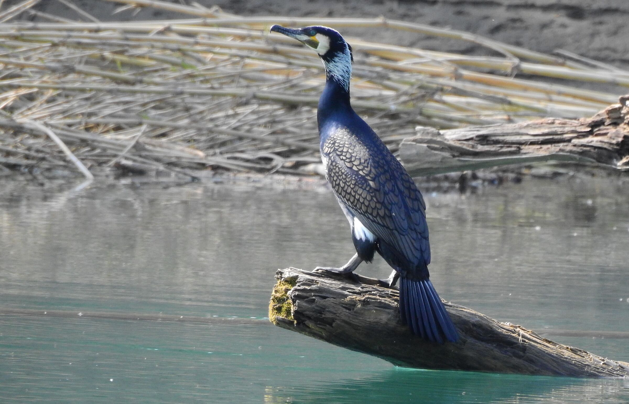Cormorano