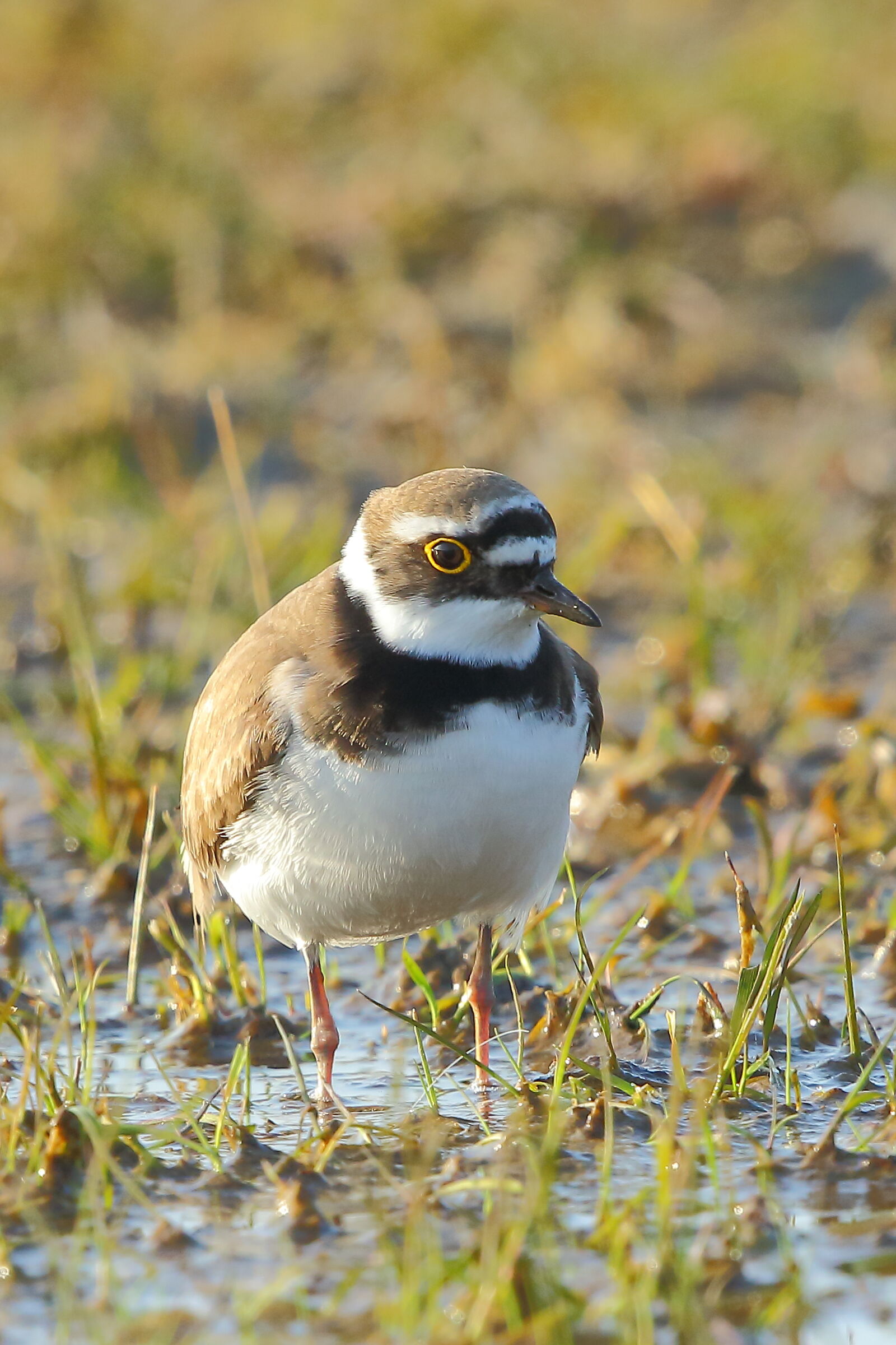 little ringed plover