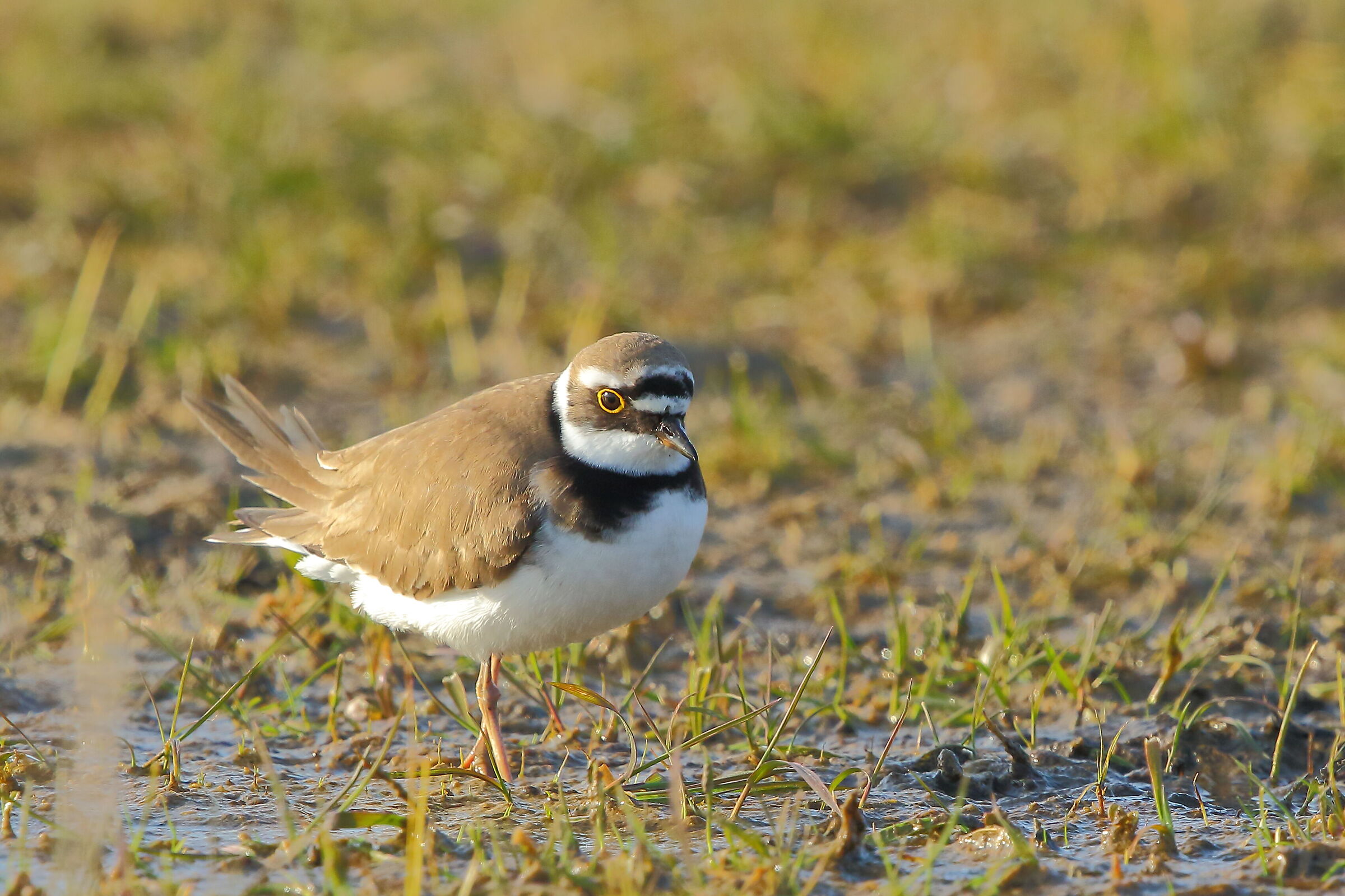 little ringed plover