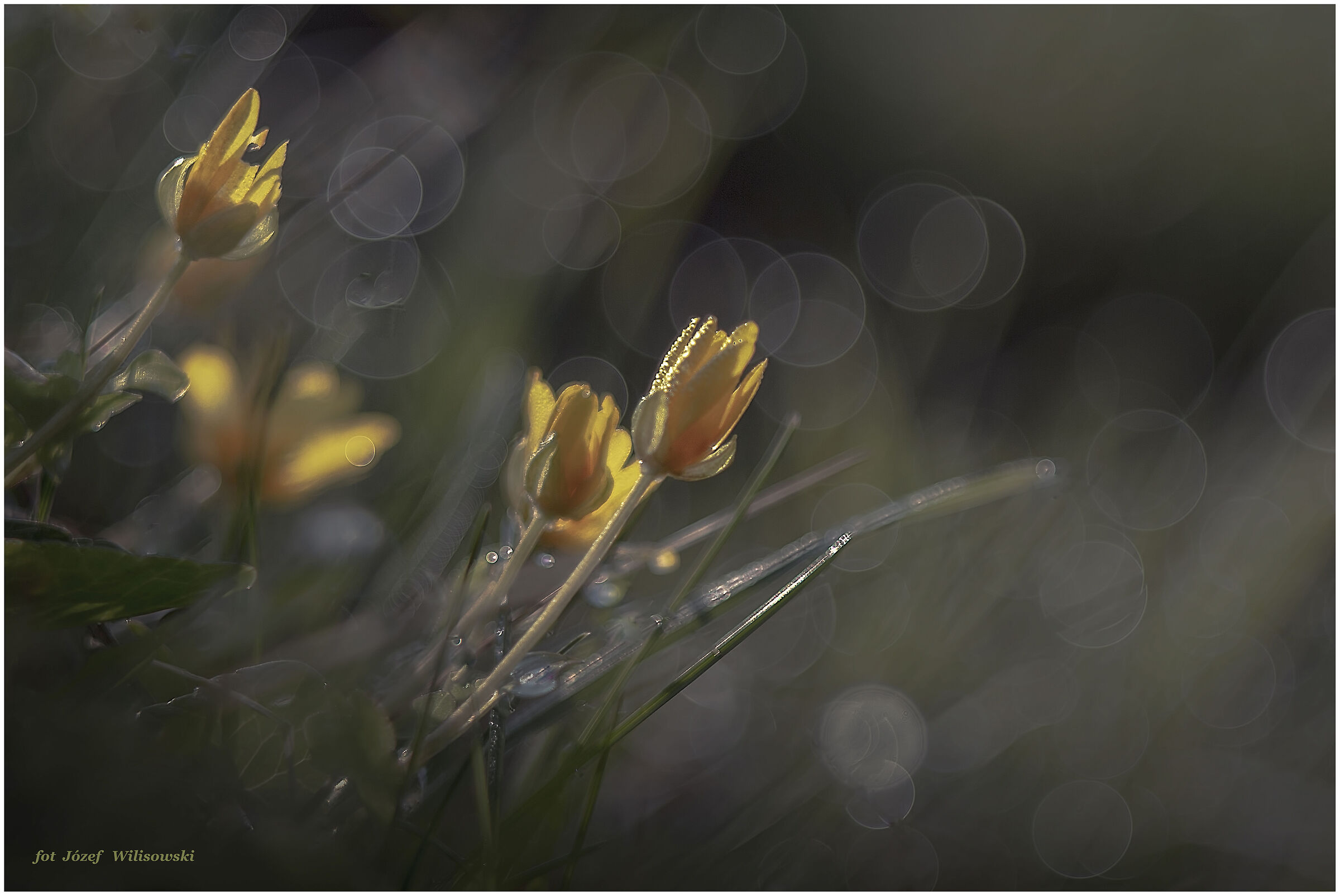 Diaplan modificato 80/2,8