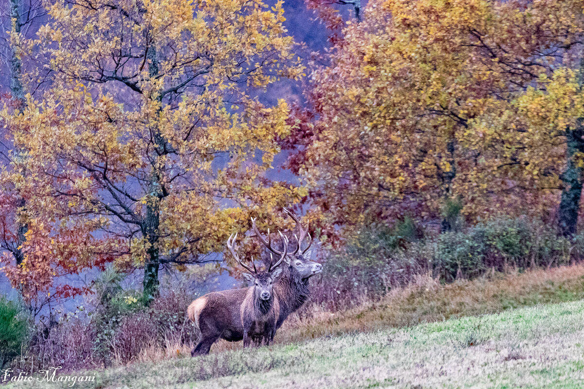 cervo nobile appennino centrale
