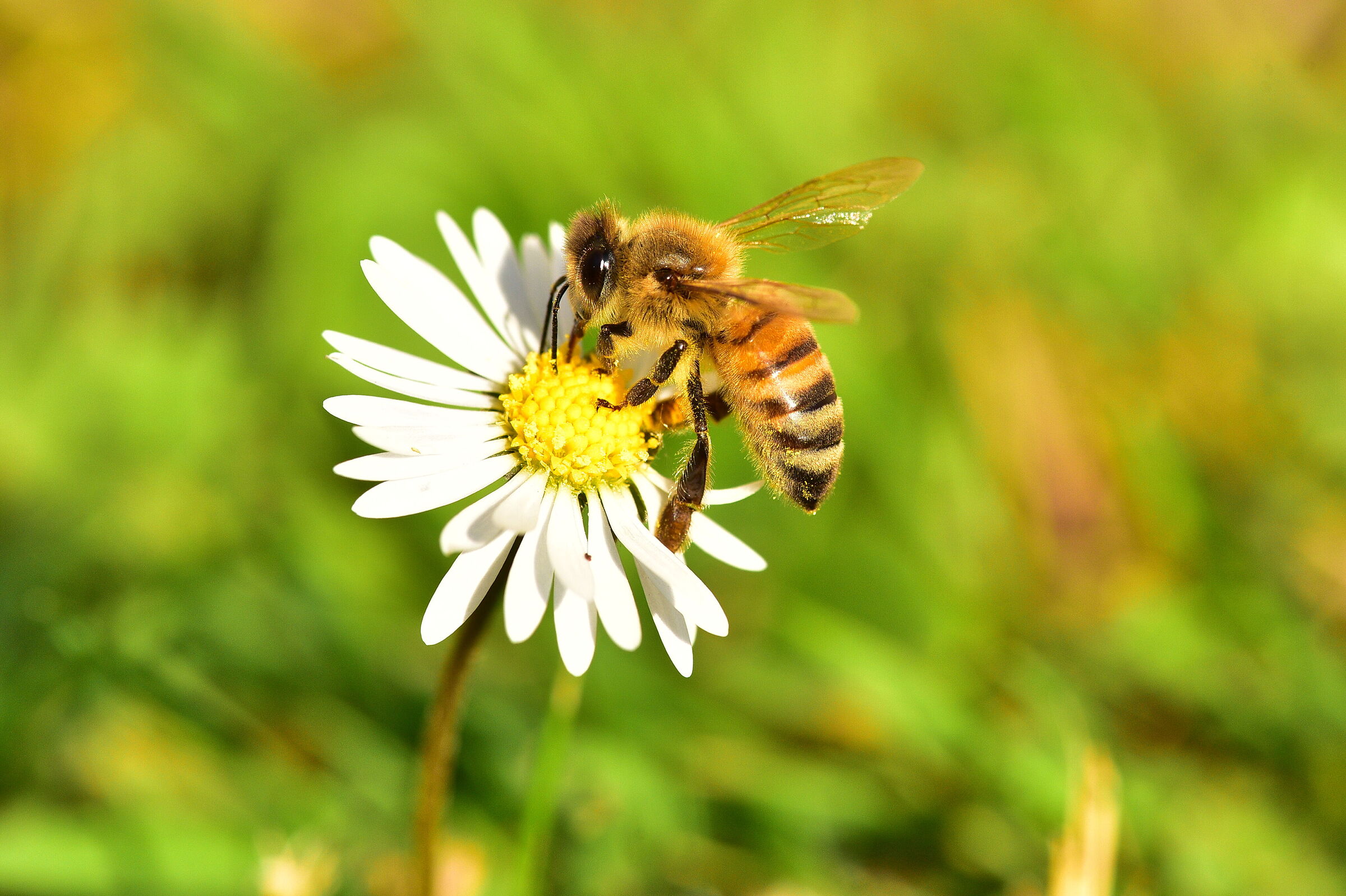 Ape su piccola margherita