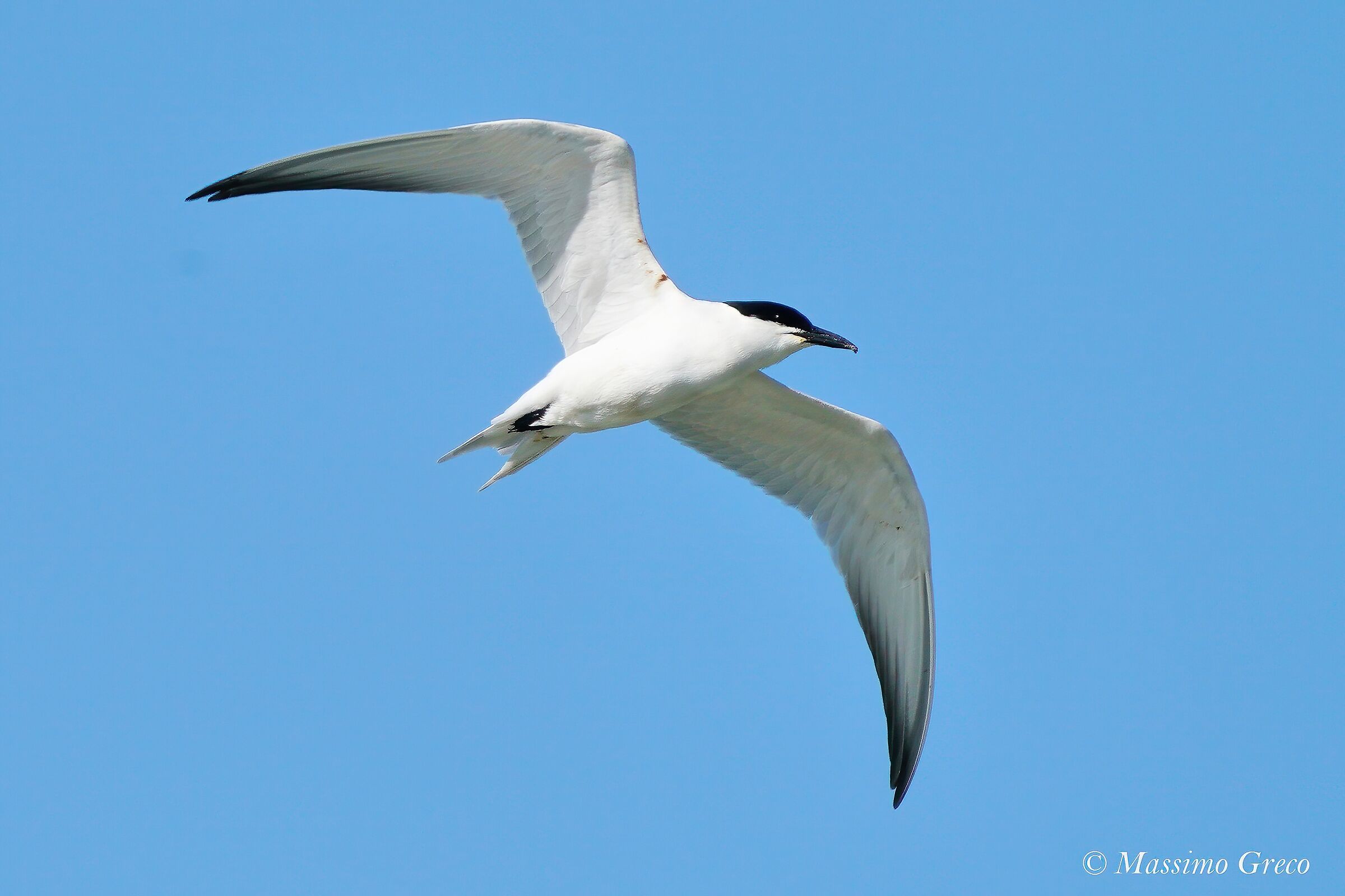 Black-legged Tern (Nilotic Tern)
