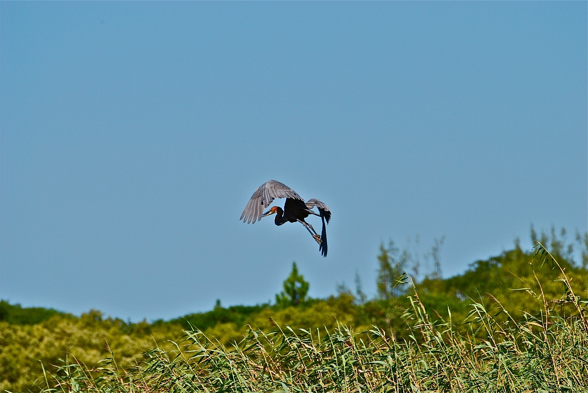 Airone gigante -Goliath Heron / Ardea goliath