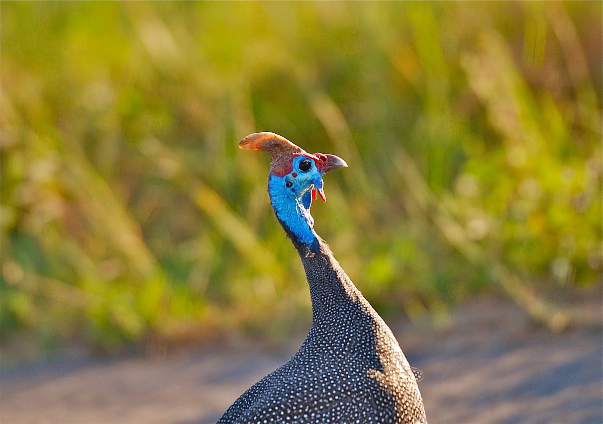 Helmeted Guineafowl / Numidia meleagris