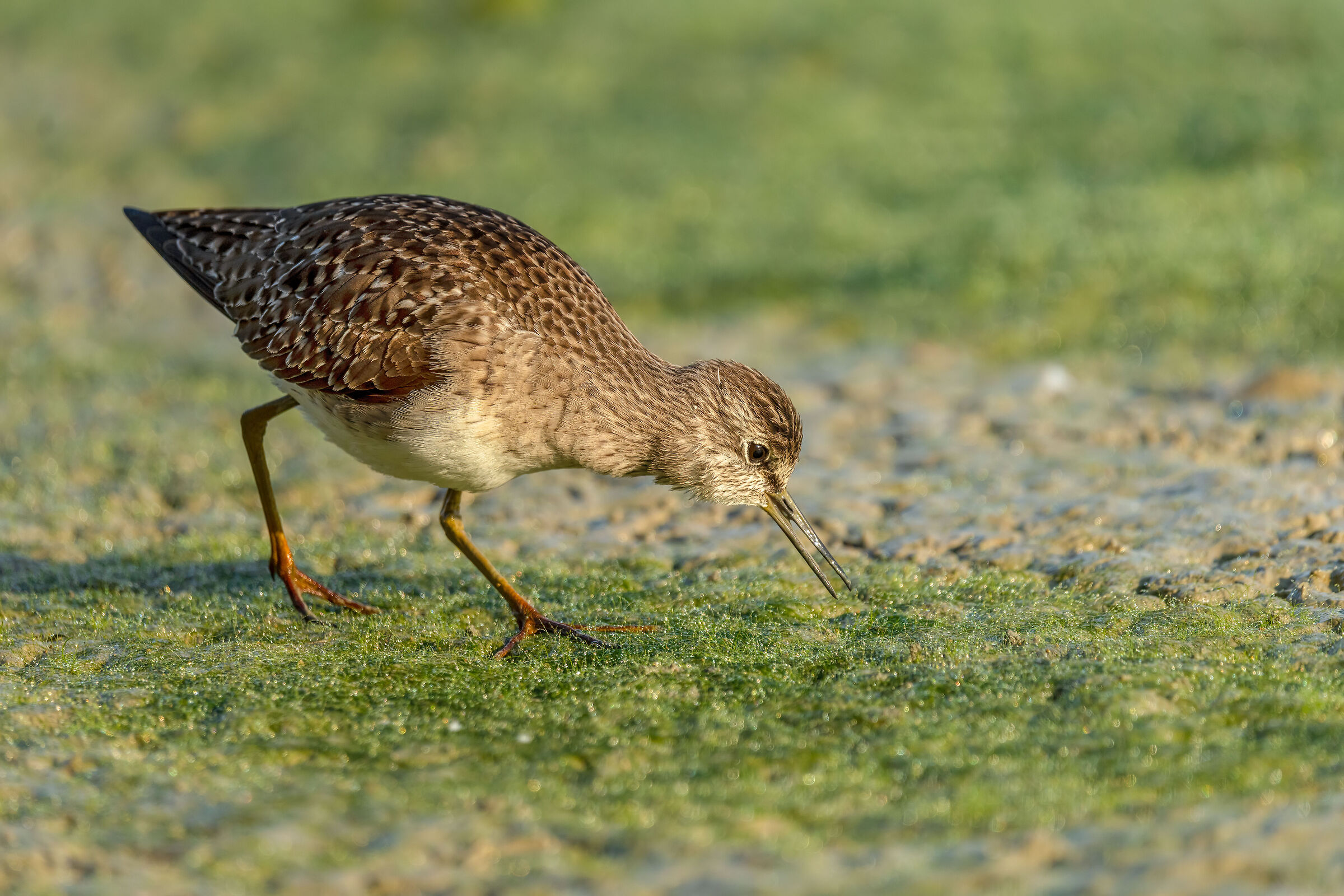 Piro piro boschereccio