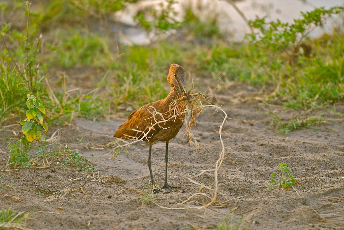 Hamerkop /Scopus umbretta
