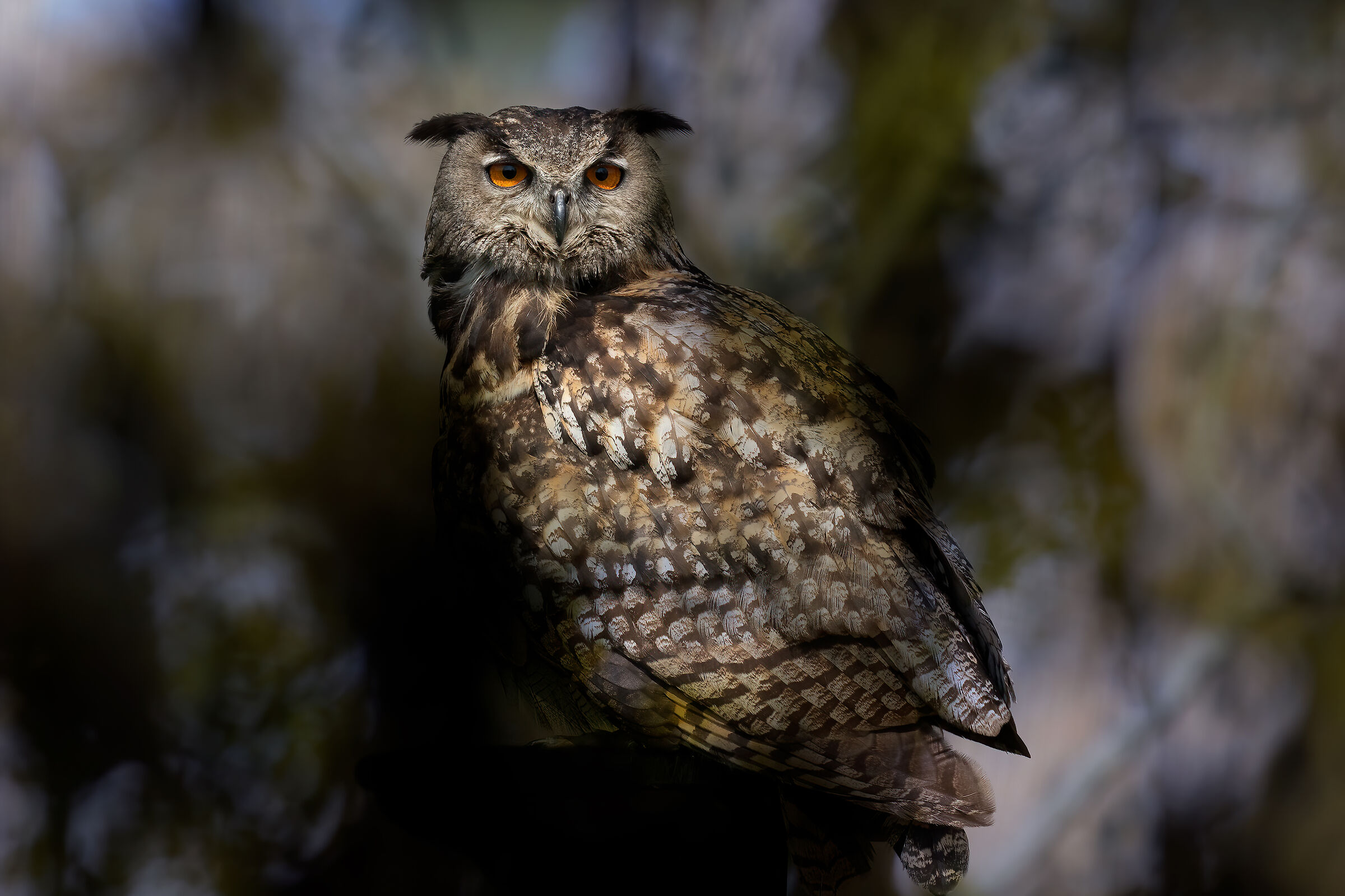eagle owl