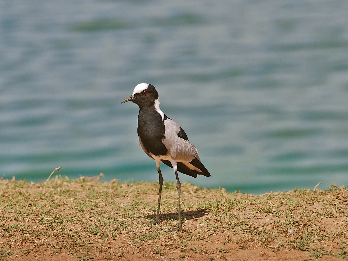 Blacksmith Lapwing / Vanellus Armatus