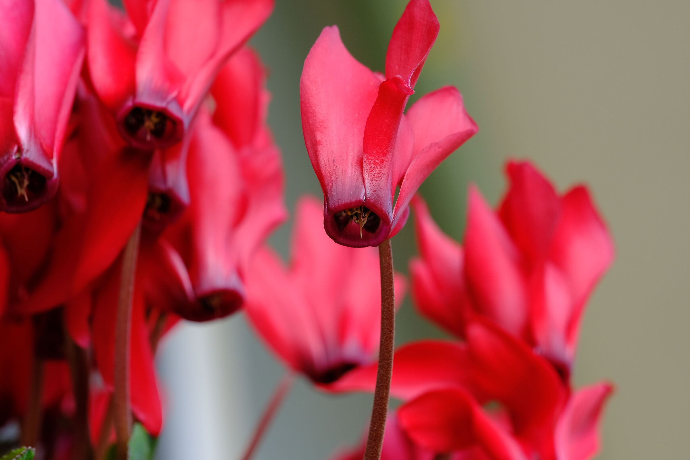 small shots in the garden of the house