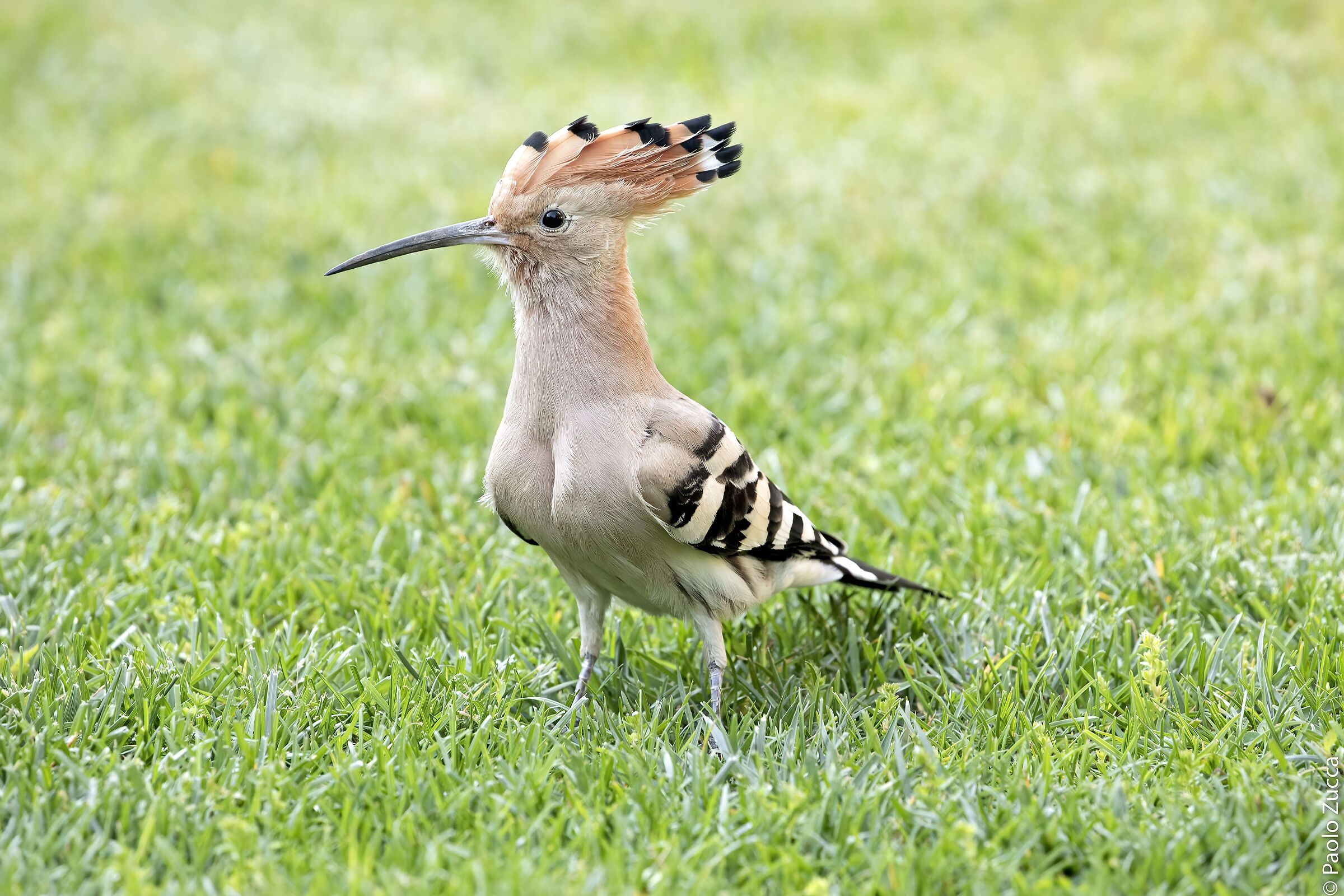 The Upupa in the garden