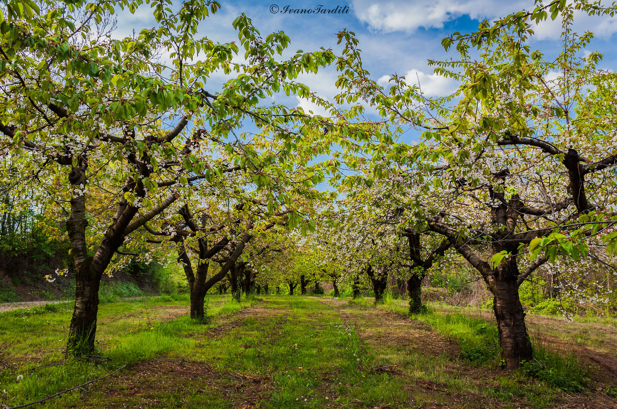 Cherry trees