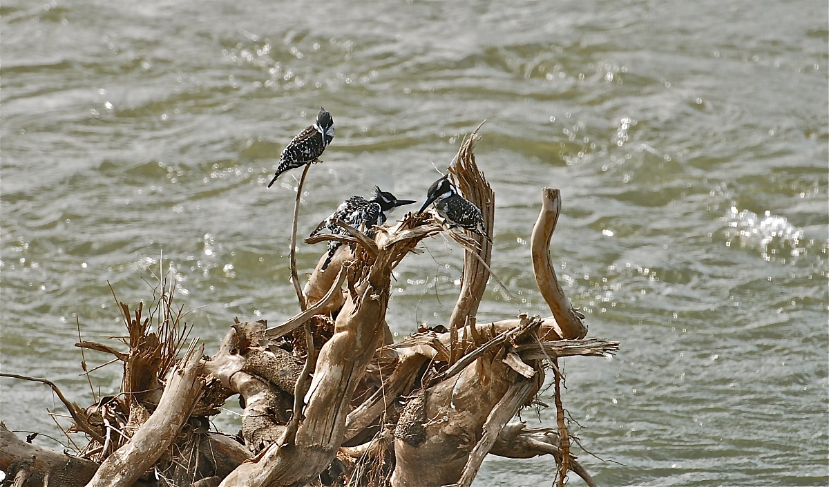 Pied Kingfisher / Halcyon senegalensis