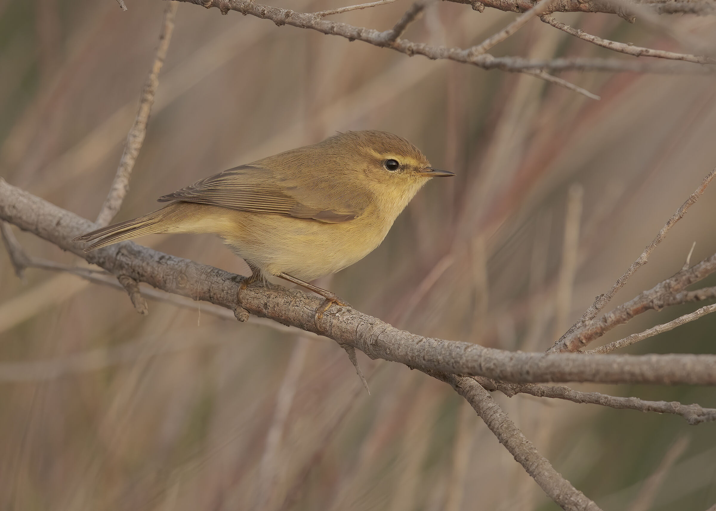 chiffchaff
