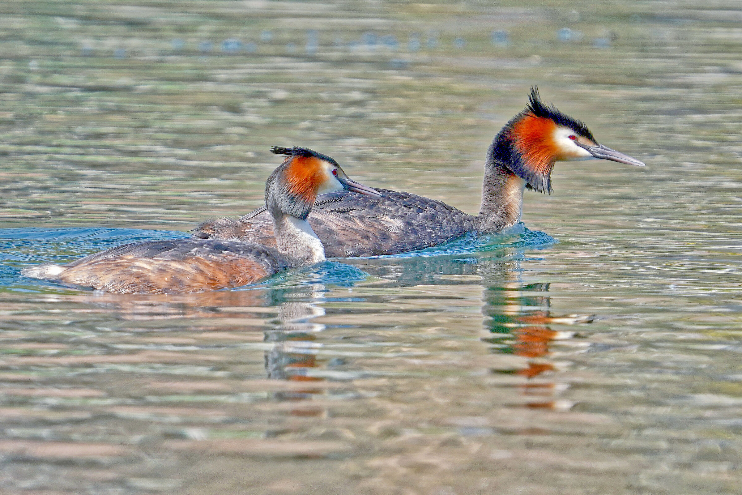 grebe