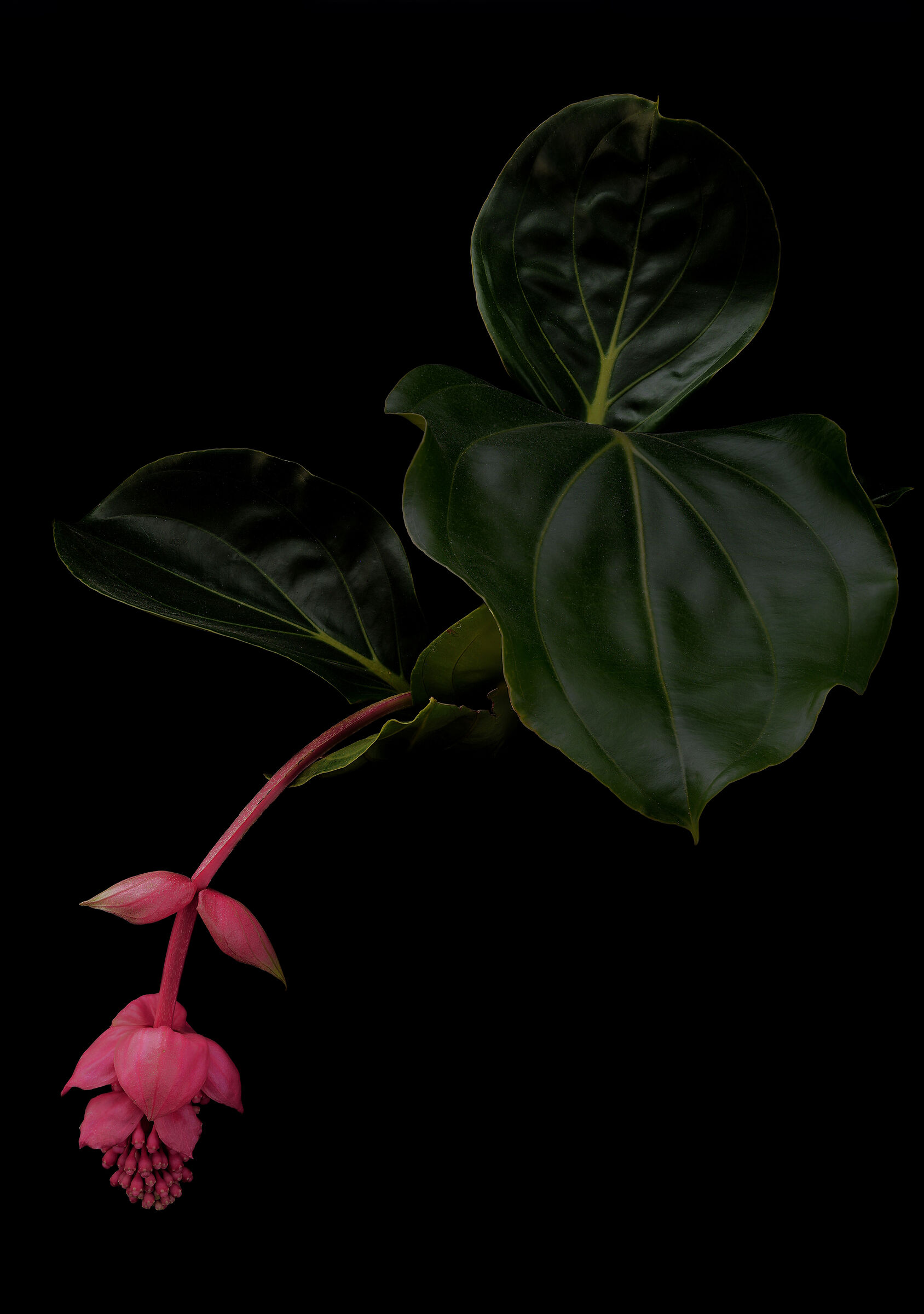 Medinilla magnifica