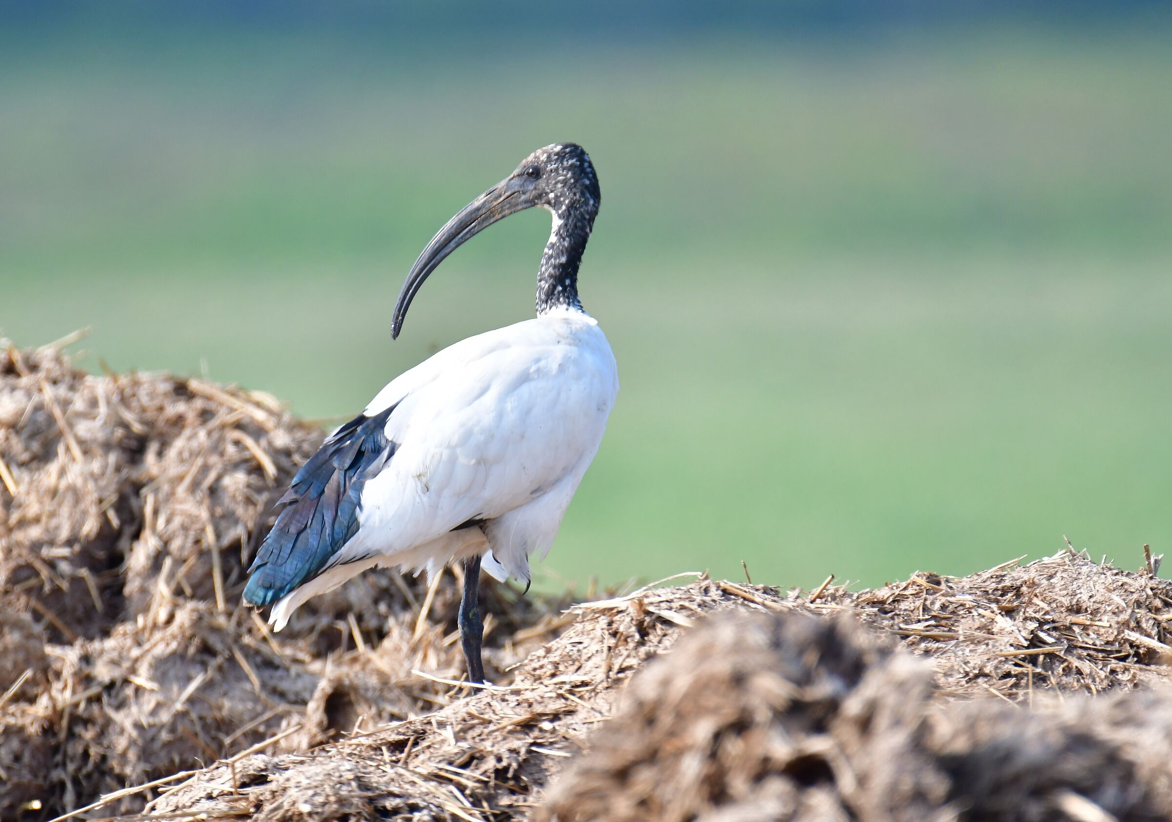 ibis