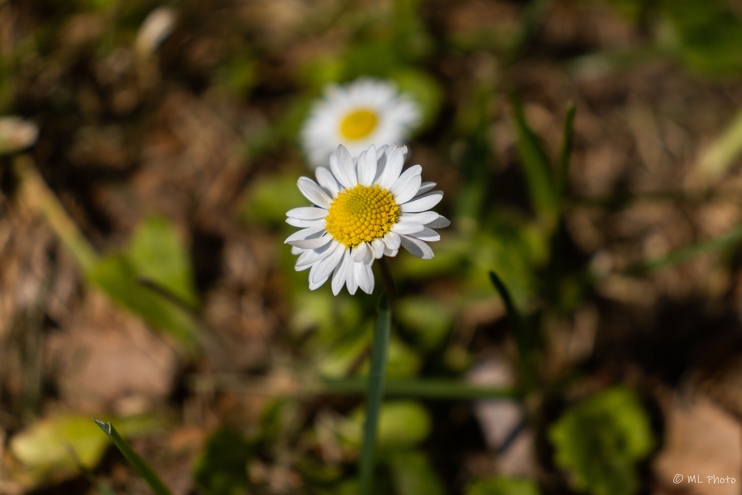 Daisy