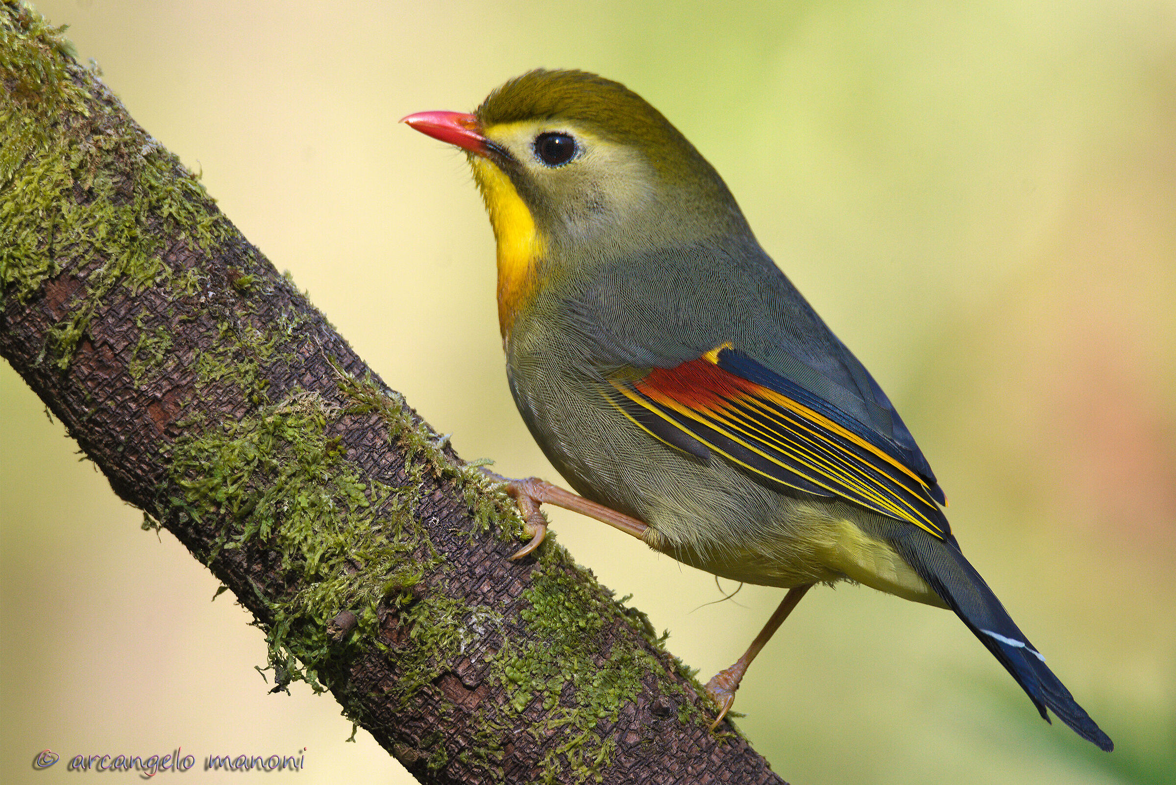 The Return of the Nightingale of Japan