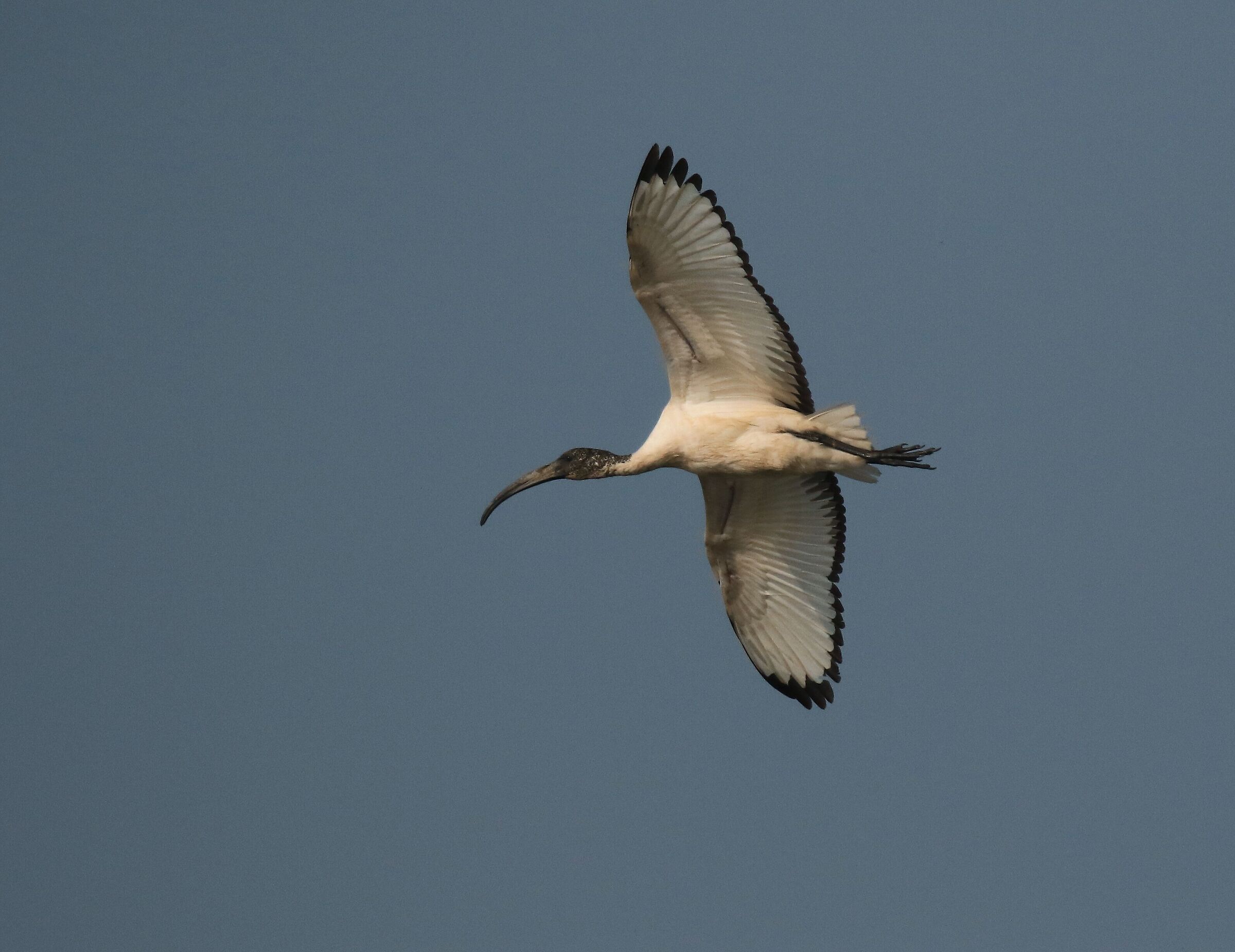 ibis