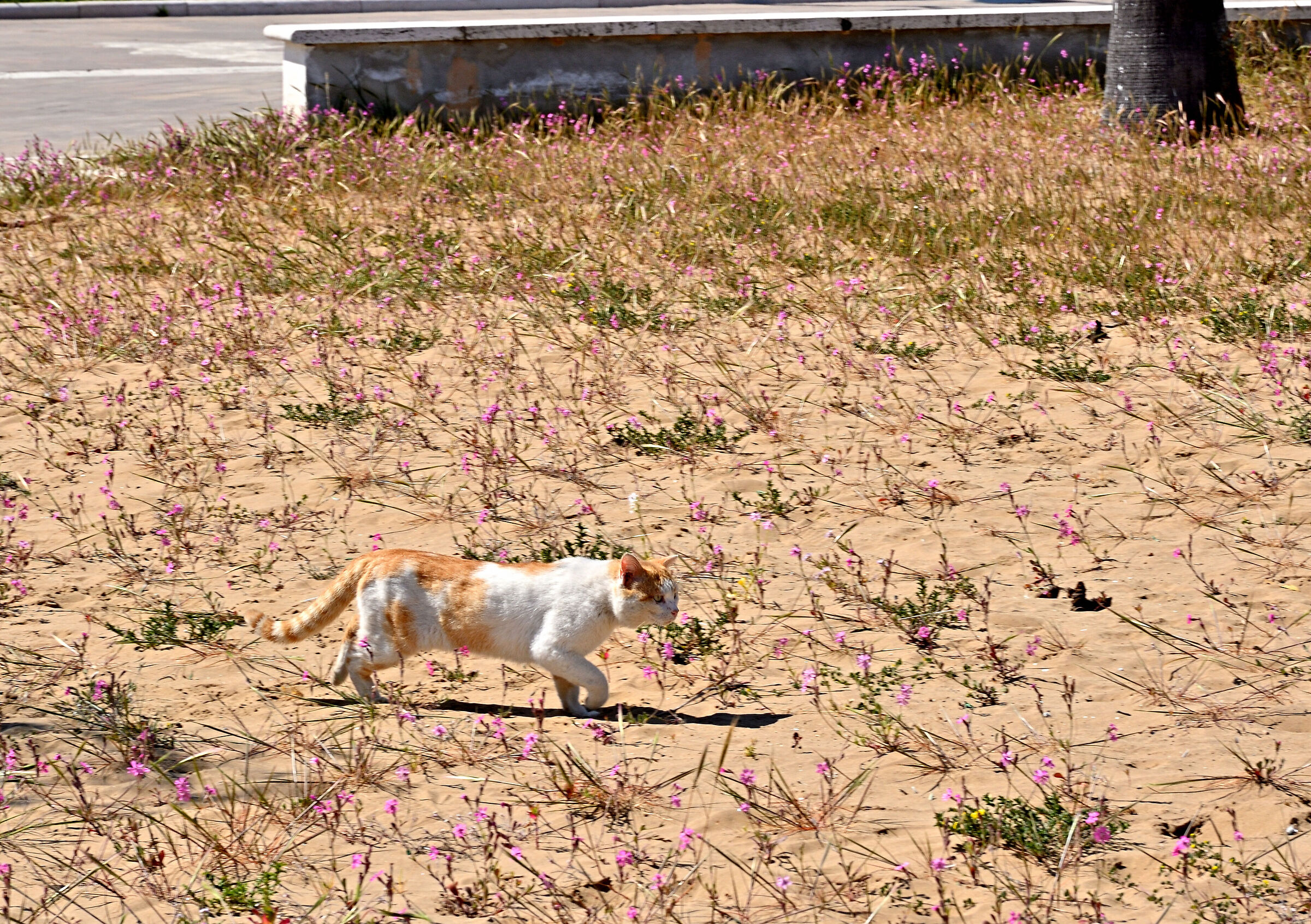 Tipo di poche parole...