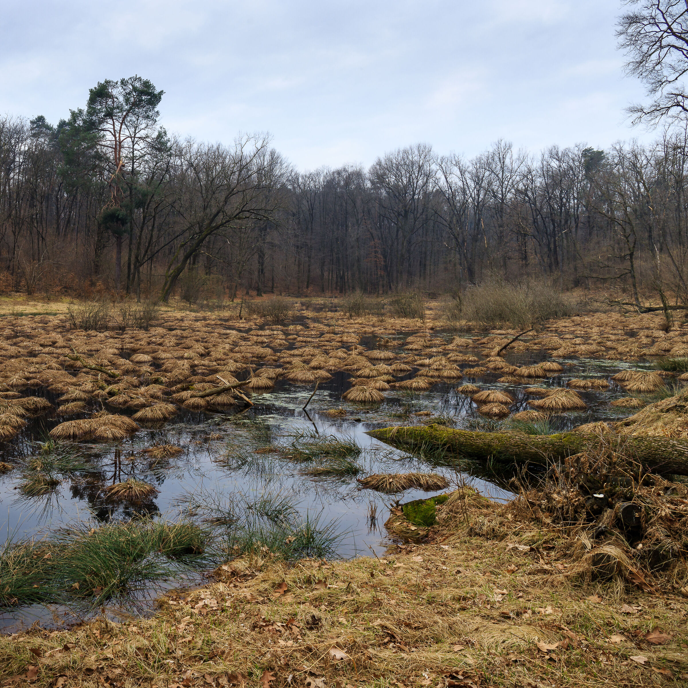 Lagozzetta di Centenate di Besnate