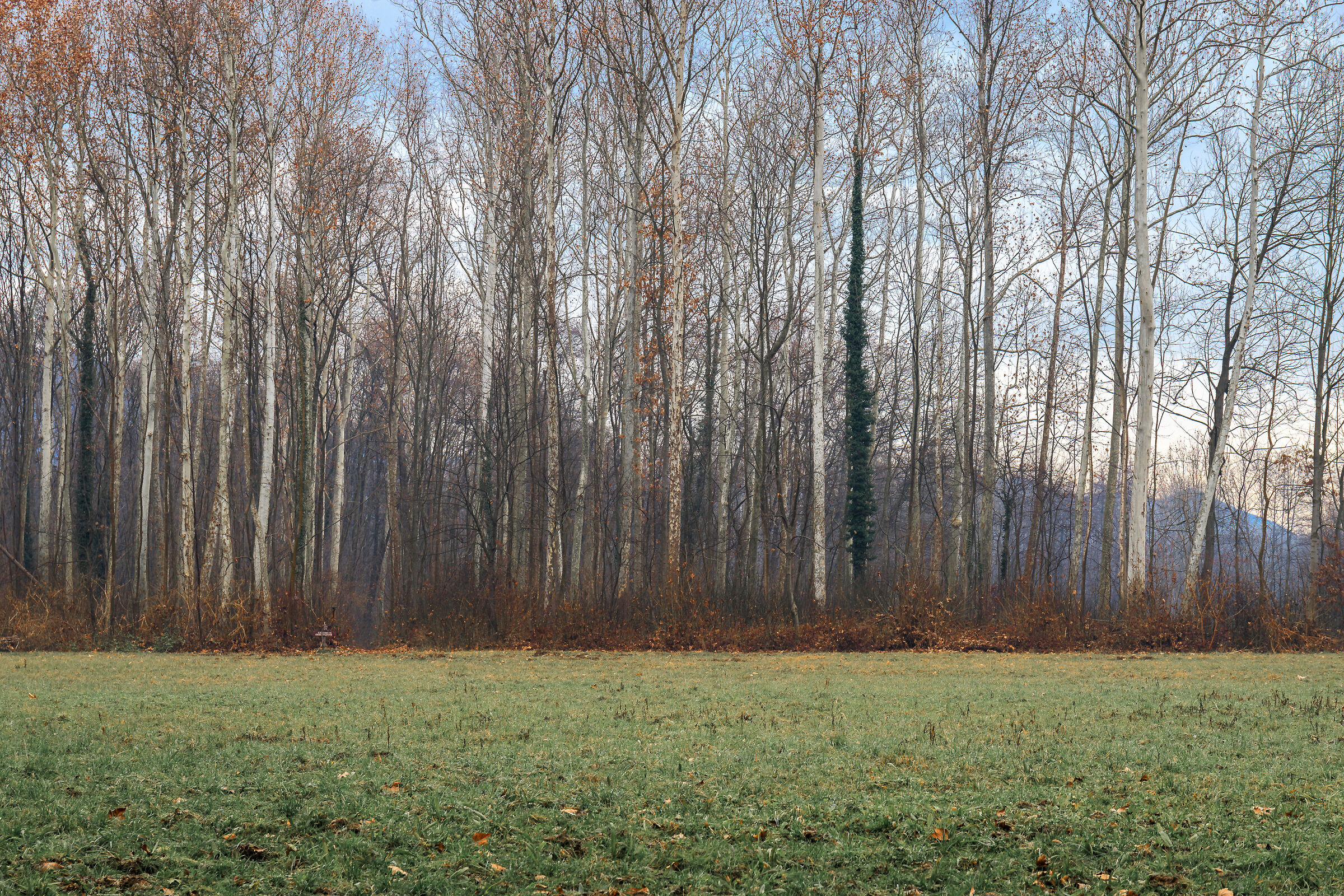 Forest of equilibrium