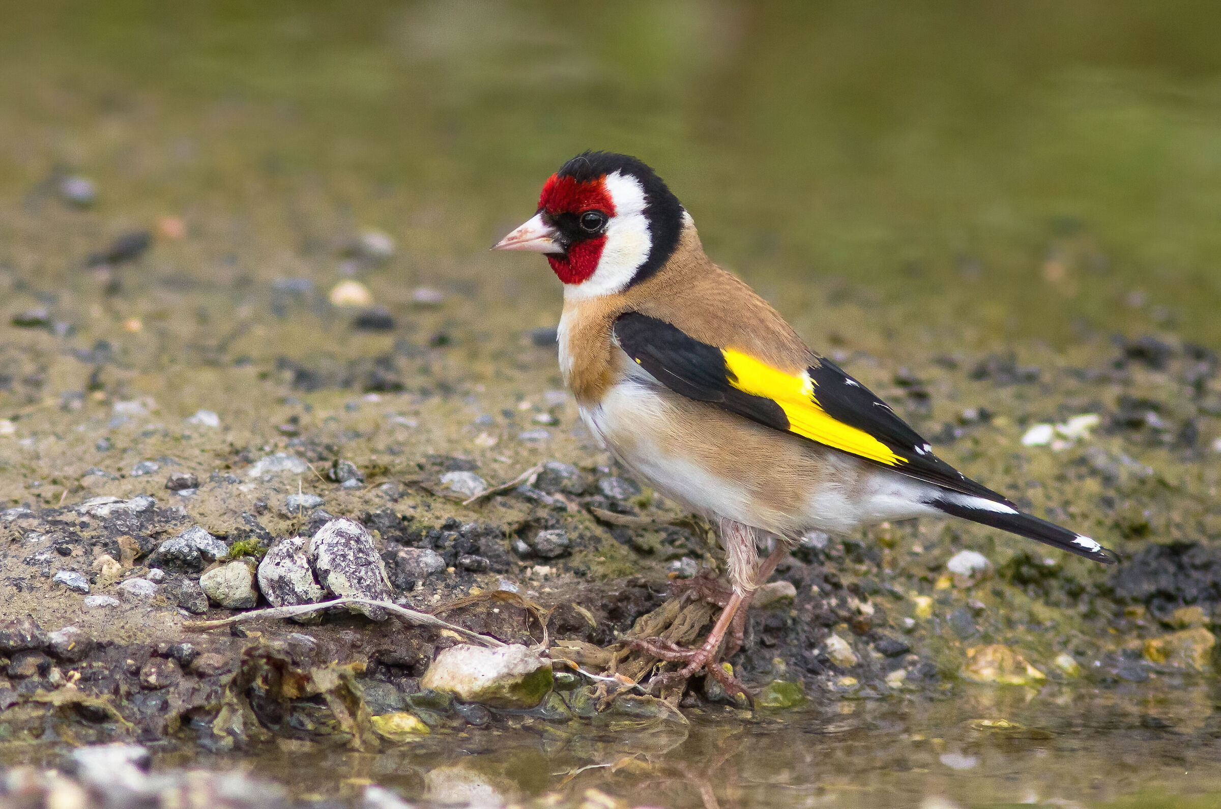Il solito cardellino