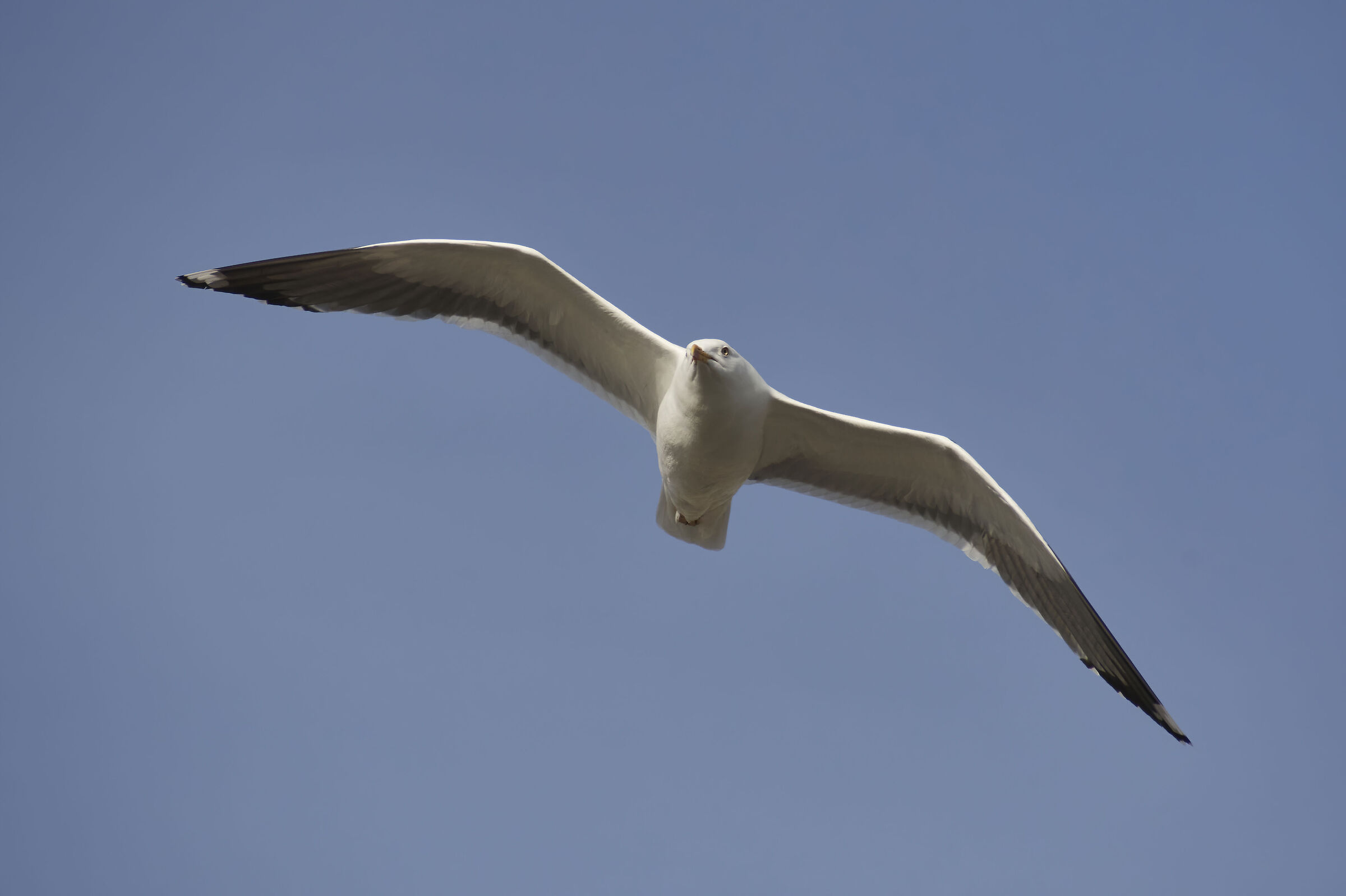 Lesser blackbacked gull