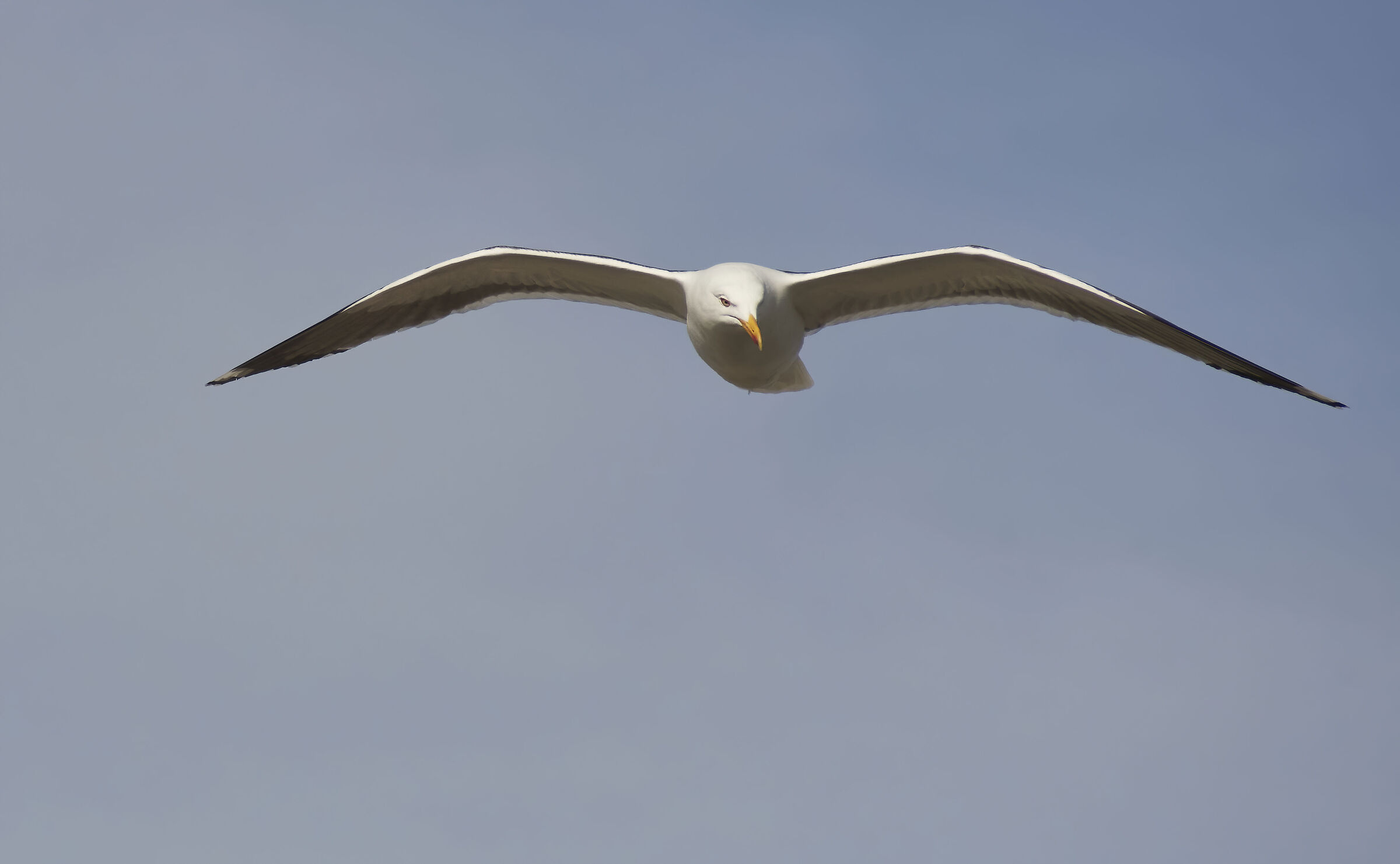 Lesser blackbacked gull