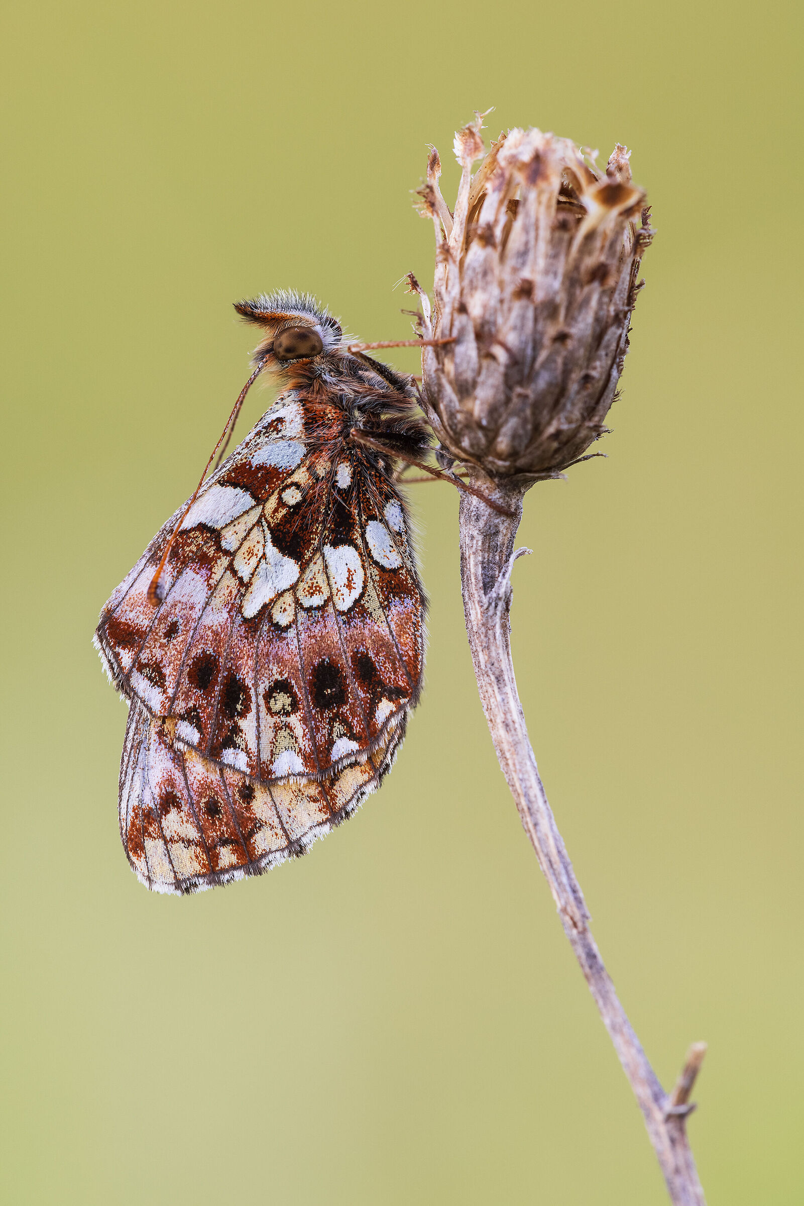 Boloria