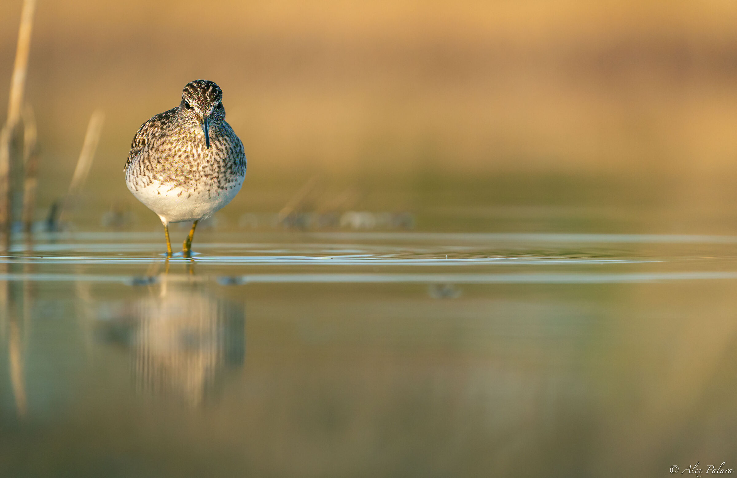 Piro piro boschereccio, alle prime luci..