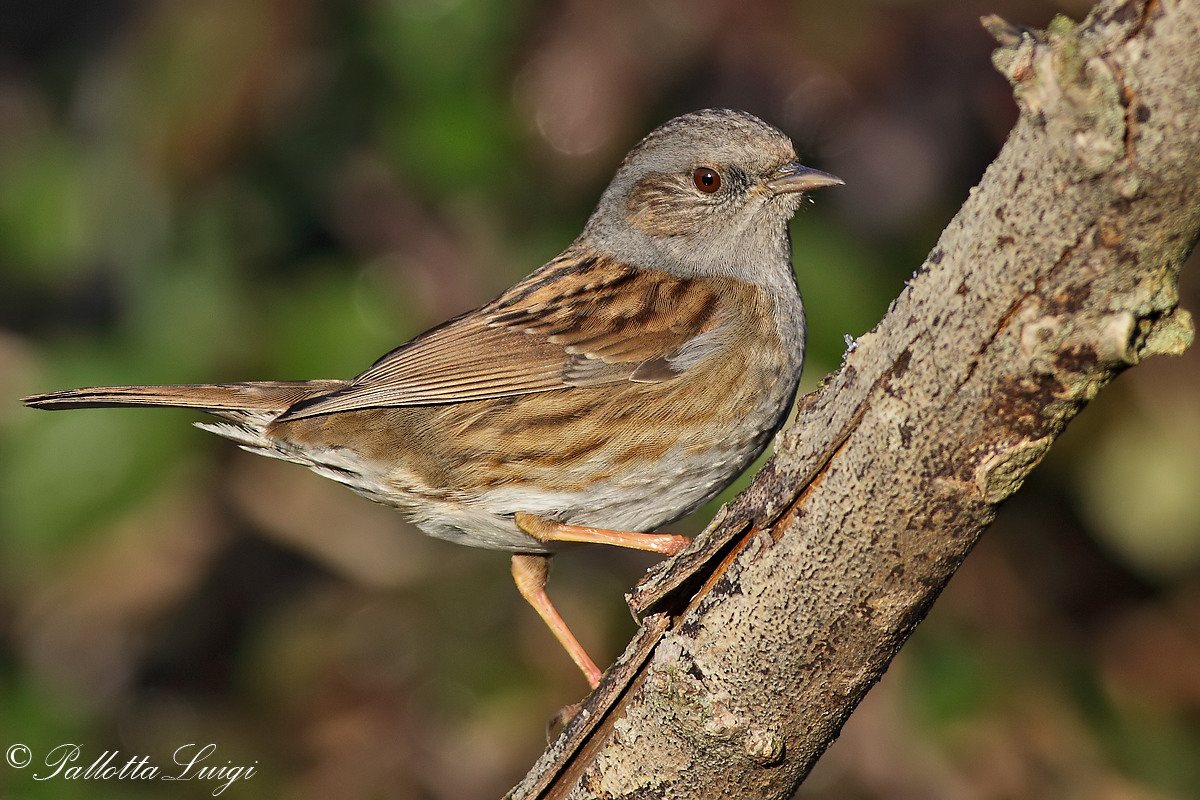 Dunnock (Prunella modularis)