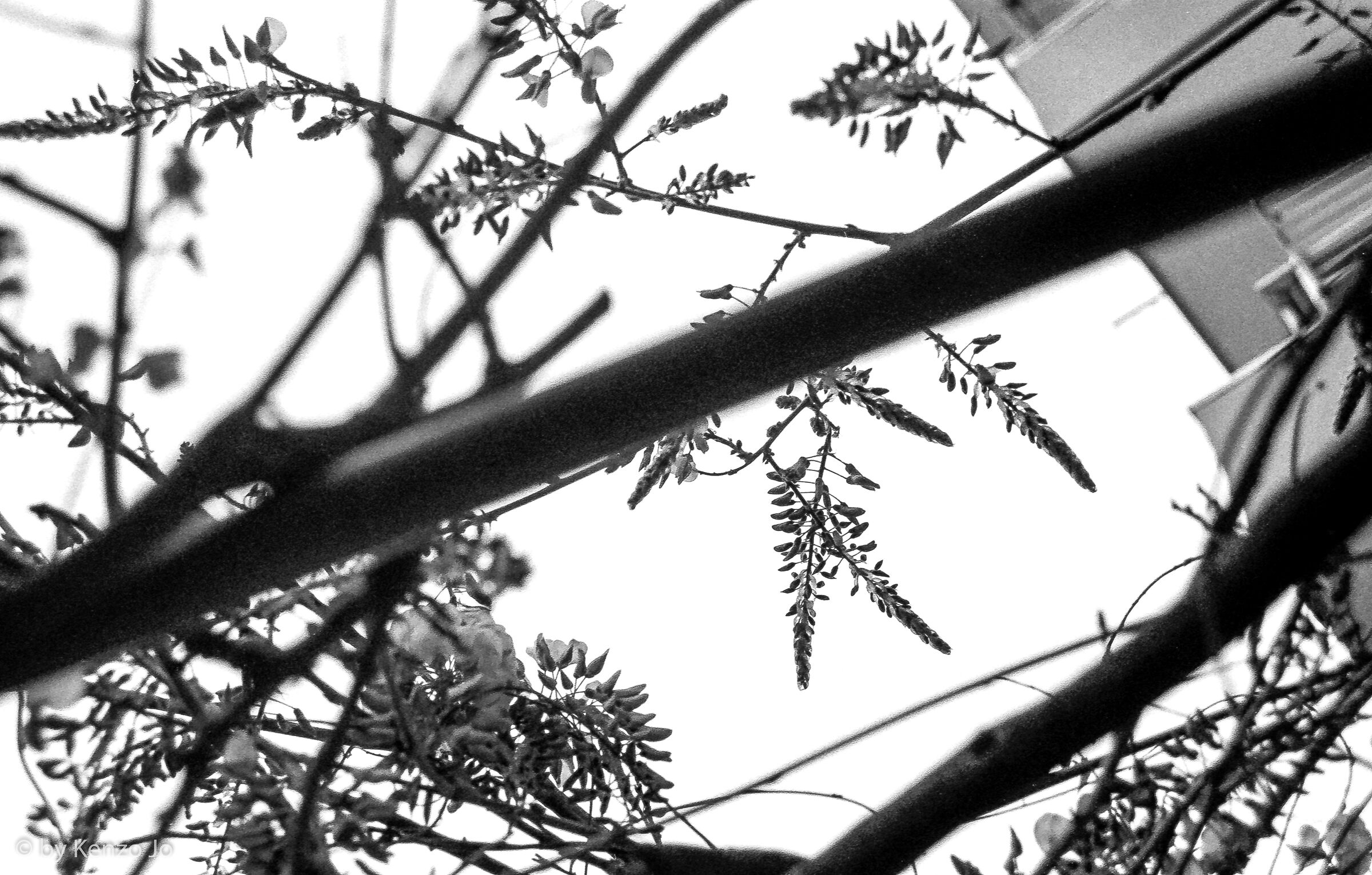 Spring in Black and White