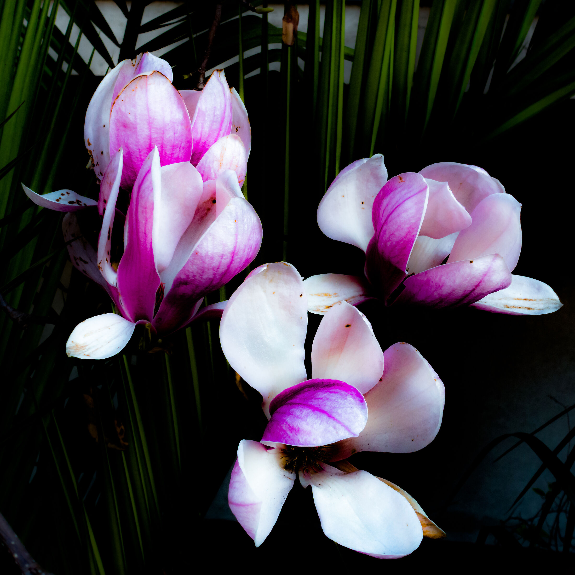magnolia suolangeana