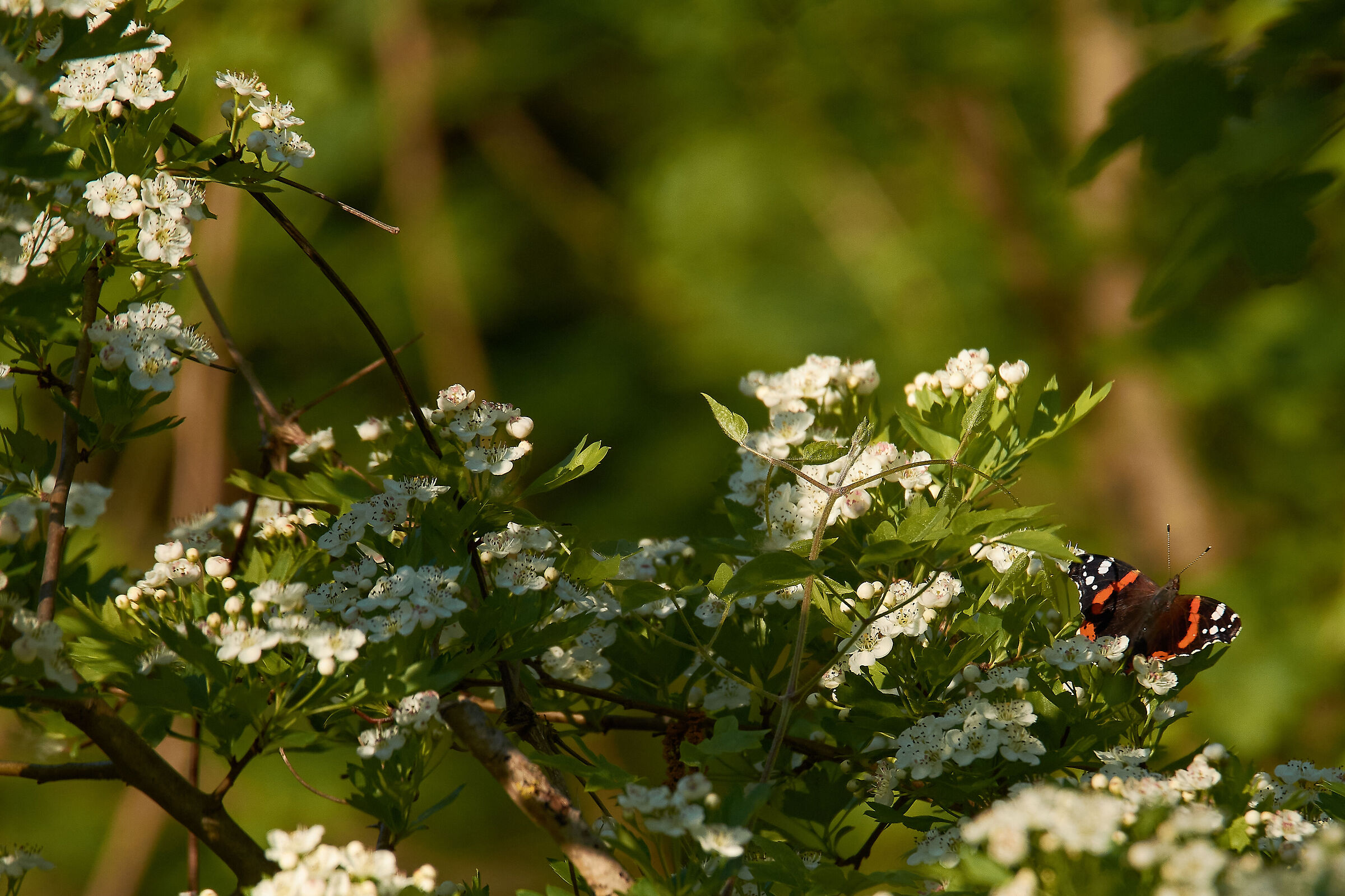 La Vanessa Atalanta