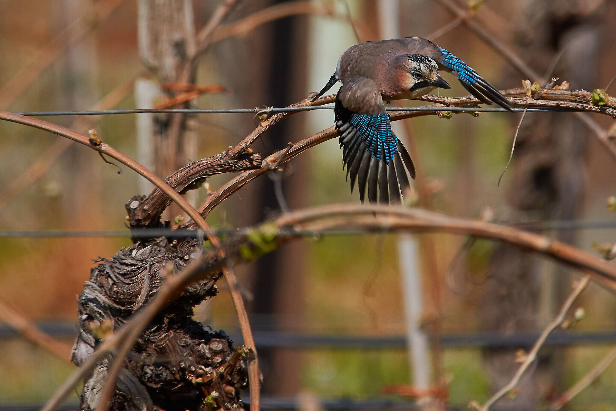 IN Flight between the Vineyards