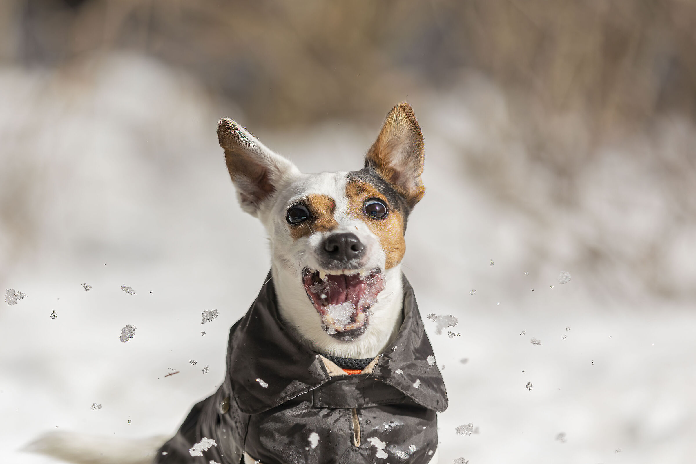 Ghiaccio...me te magno!!!!