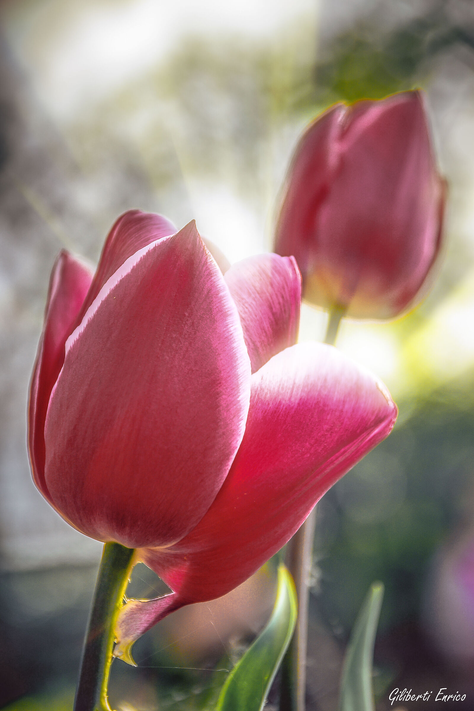 Tulips