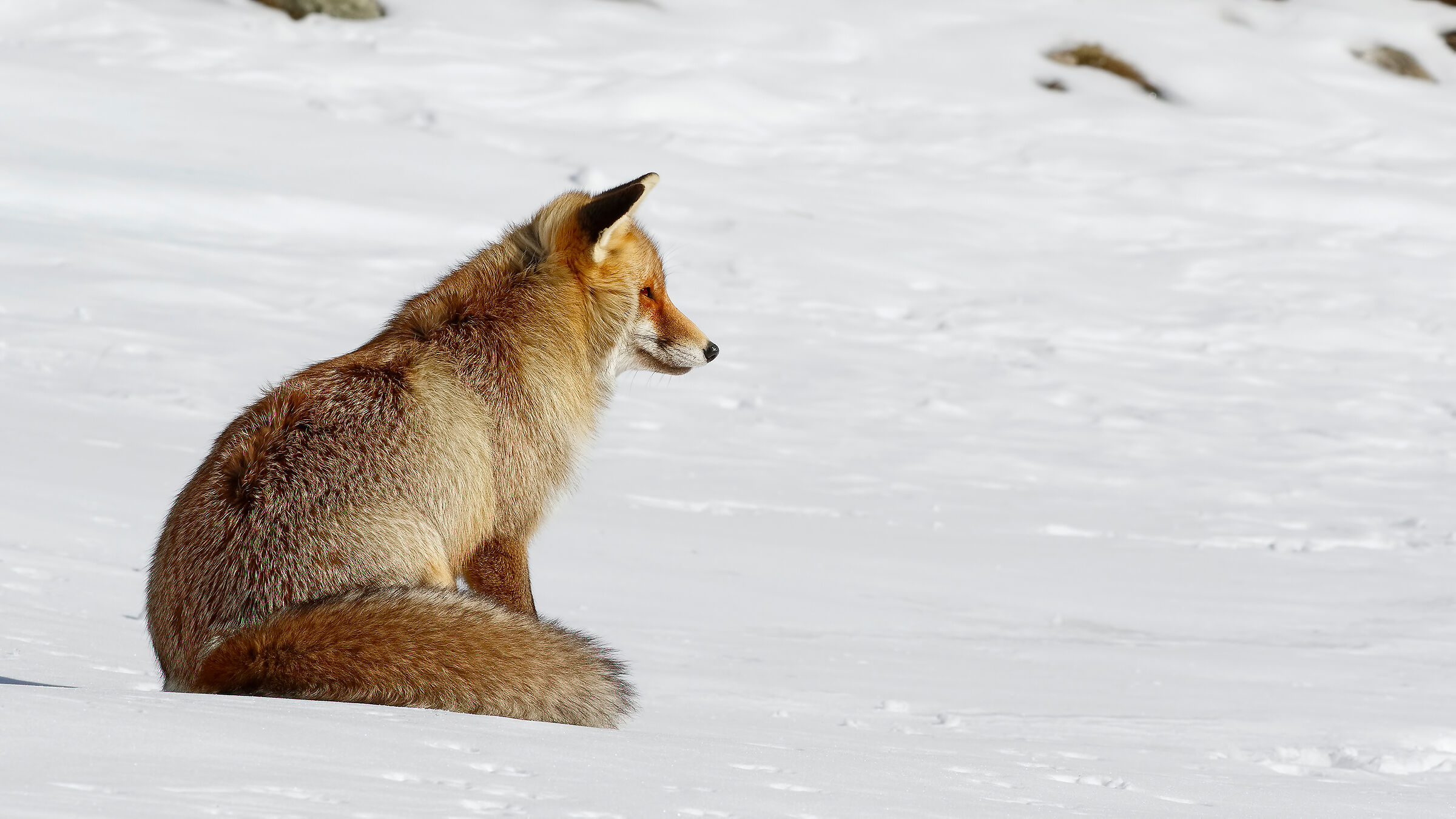 Profino on snow